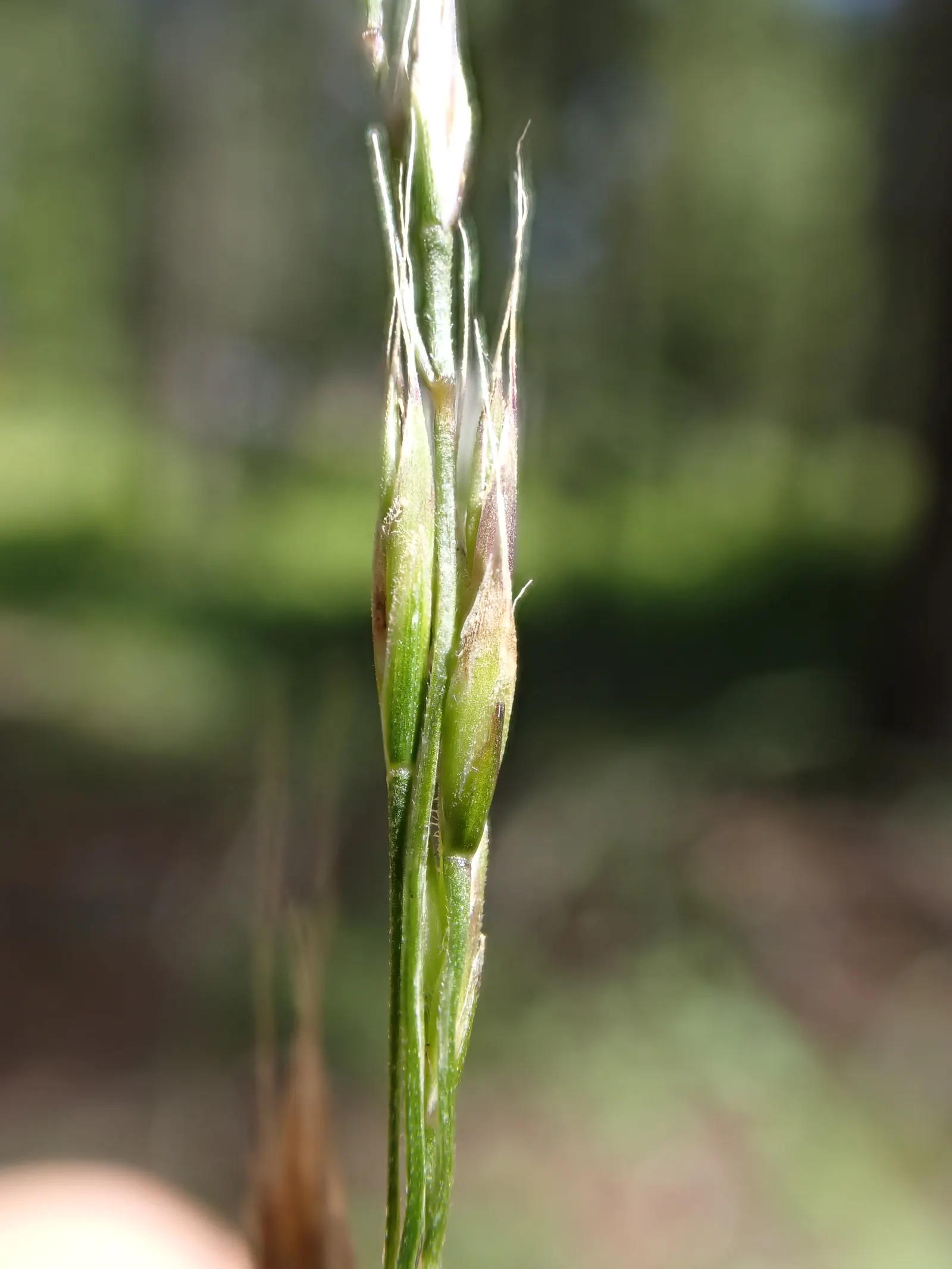 Idaho Fescue (Festuca Idahoensis) — Idaho Fescue thrives in USDA Hardiness Zones 4 through 8, image 41