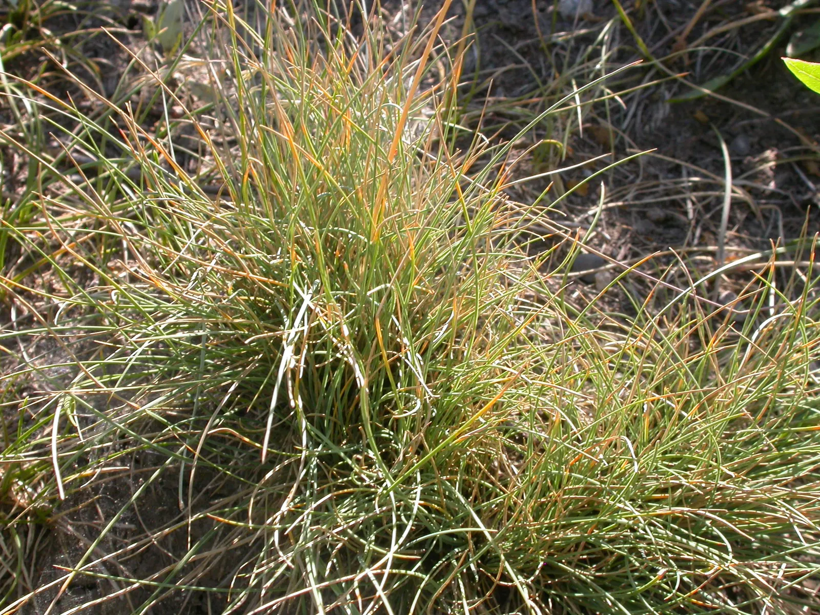 Idaho Fescue (Festuca Idahoensis) — rounded tufts typically reaching heights of 10 to 20 inches