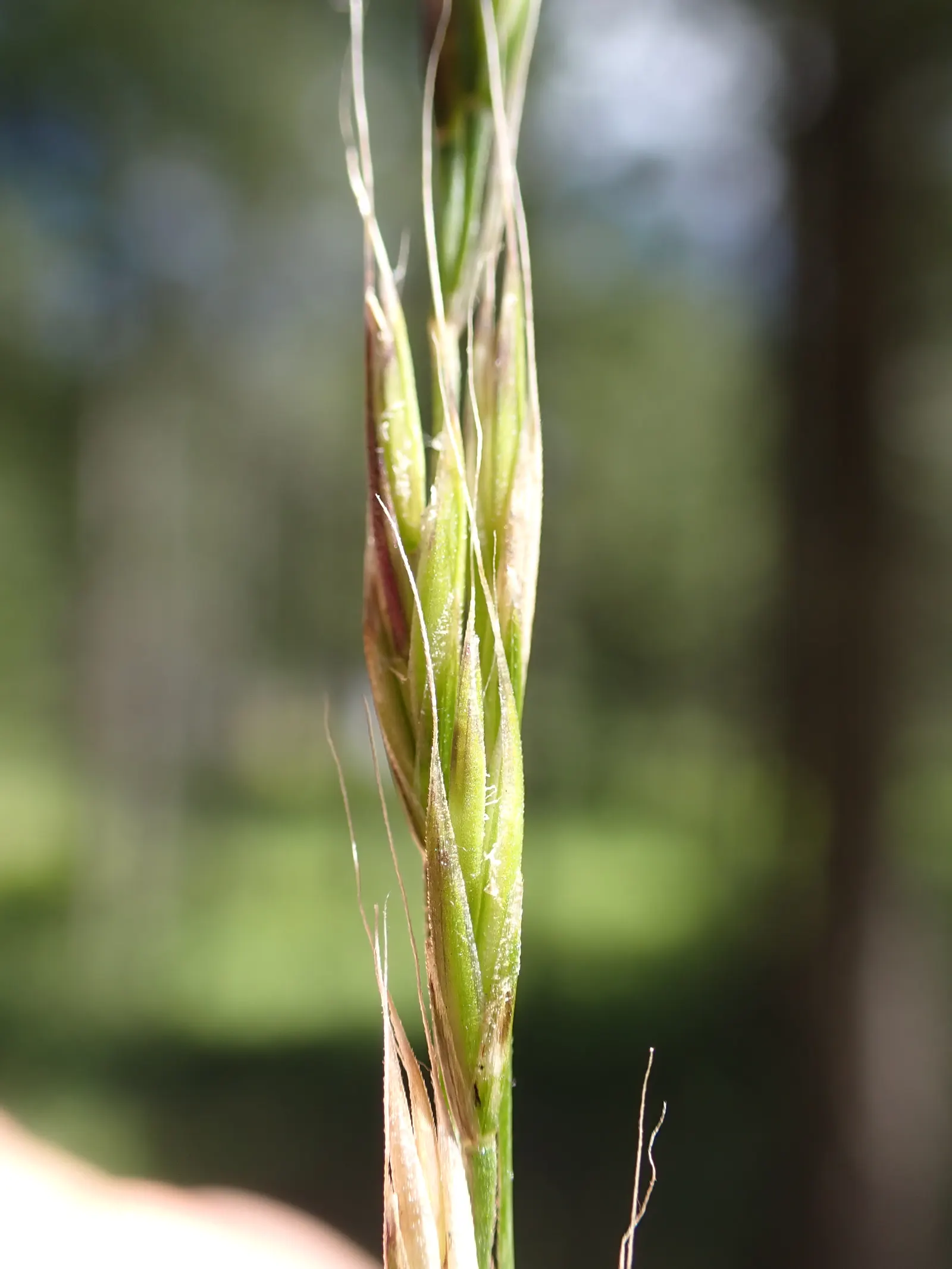 Idaho Fescue (Festuca Idahoensis) — with a slightly wider spread