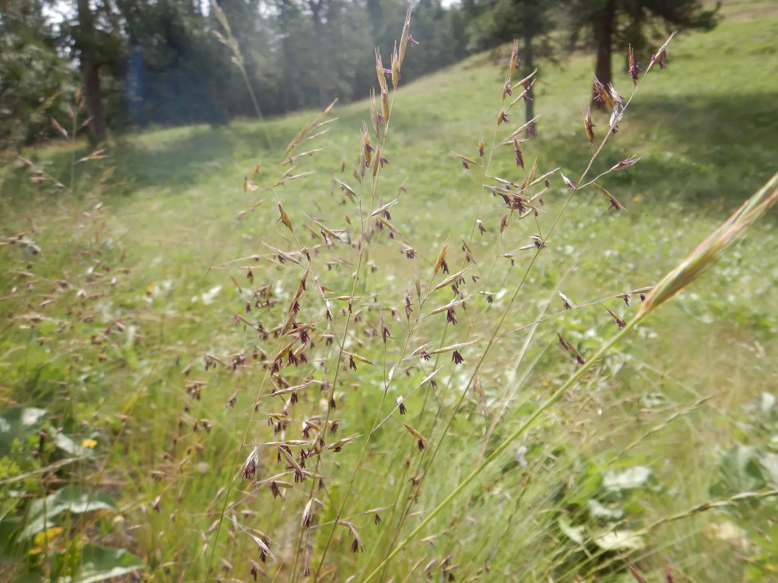 Idaho Fescue (Festuca Idahoensis) — Perfect for water-wise gardens, it tolerates drought once established and prefers full sun to partial shade