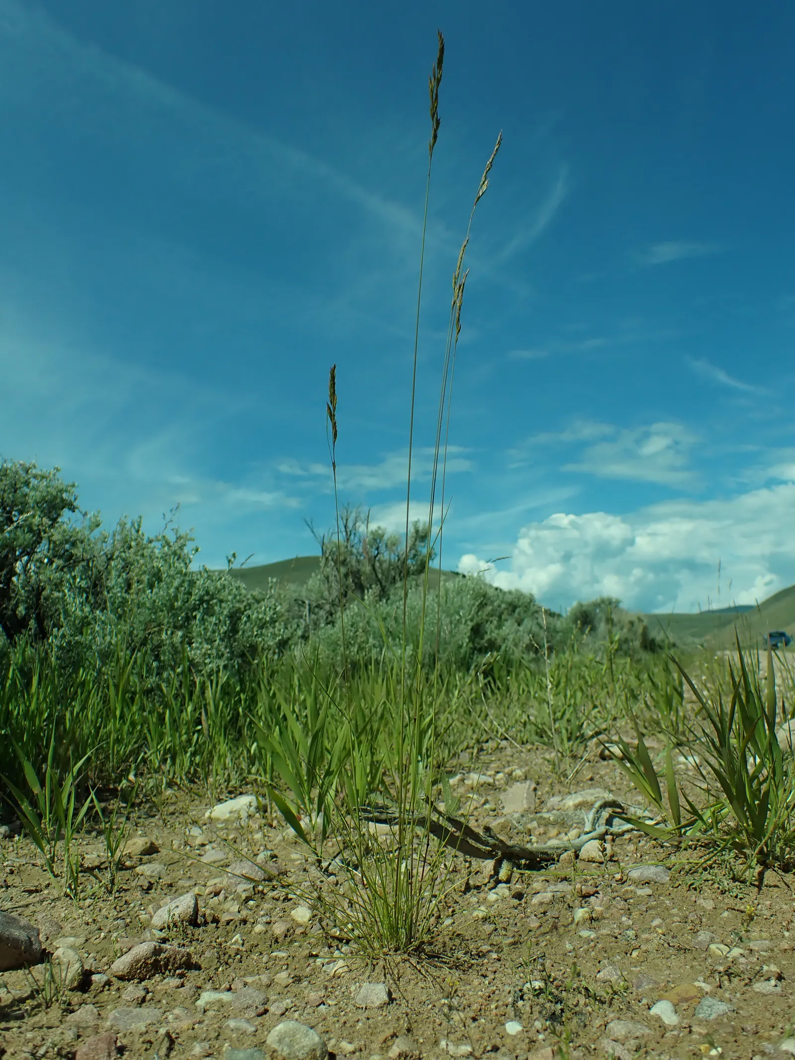 Idaho Fescue (Festuca Idahoensis) — Its unobtrusive seed heads add subtle texture