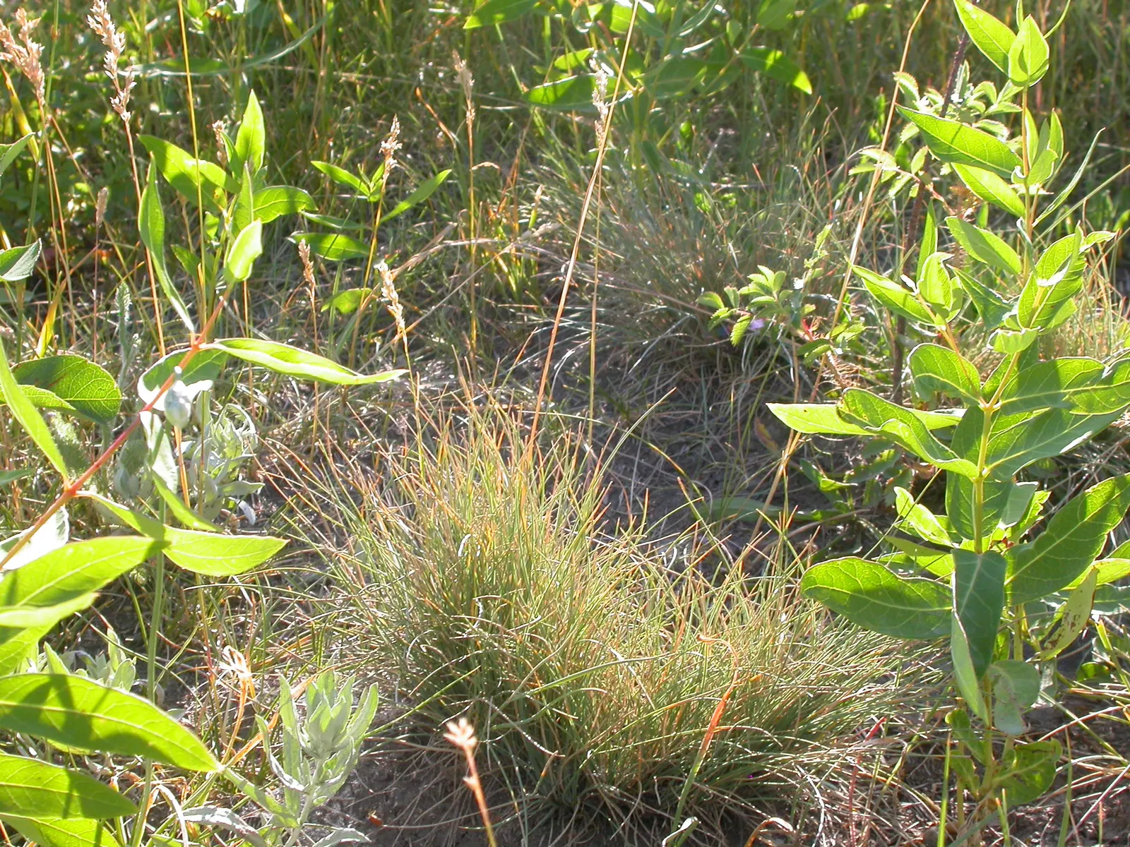 Idaho Fescue (Festuca Idahoensis) — Idaho Fescue's modest mature size makes it viable for both spacious plots and more confined areas