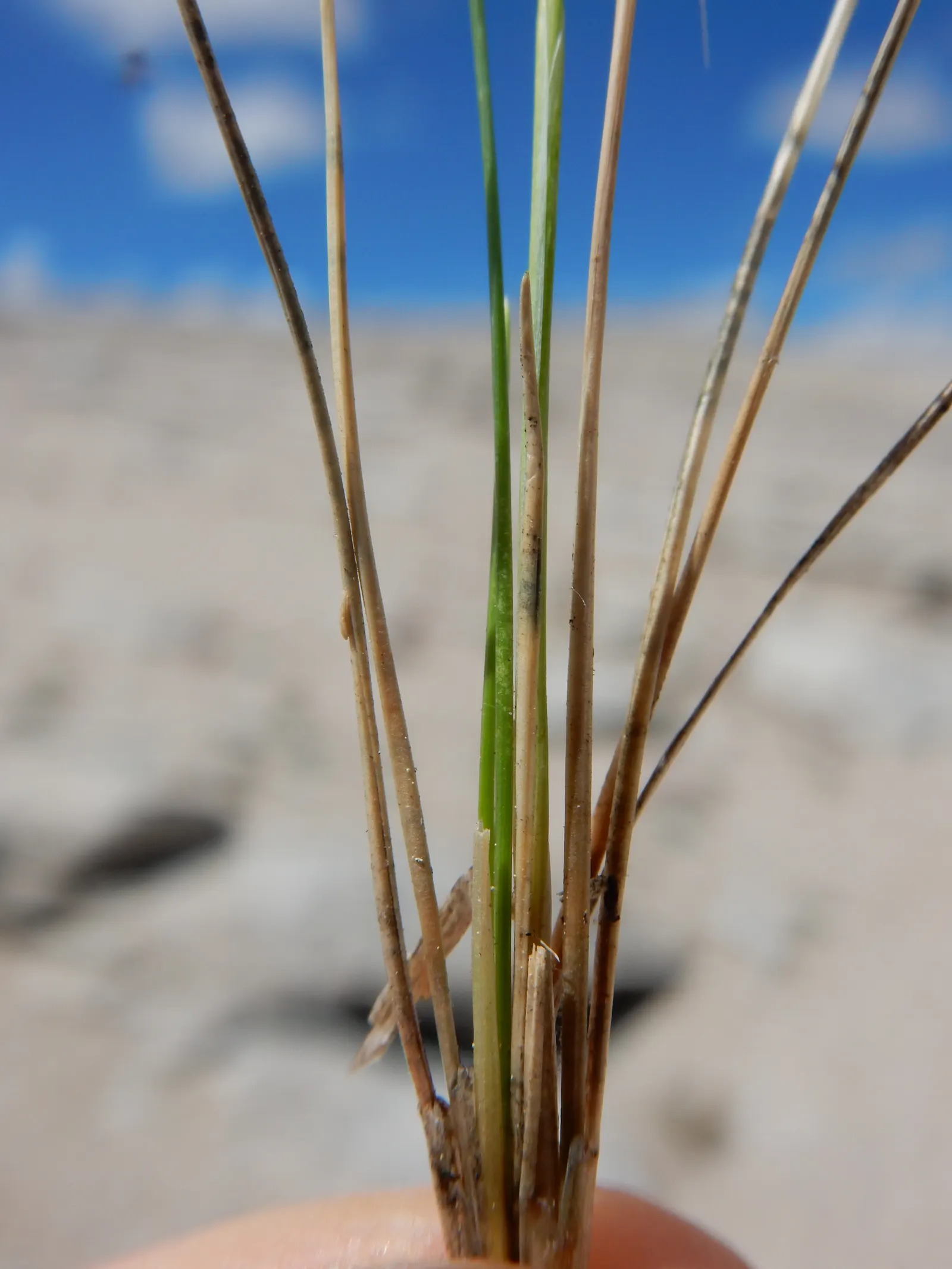 Idaho Fescue (Festuca Idahoensis) — Requires well-drained soils; granting your client a stable