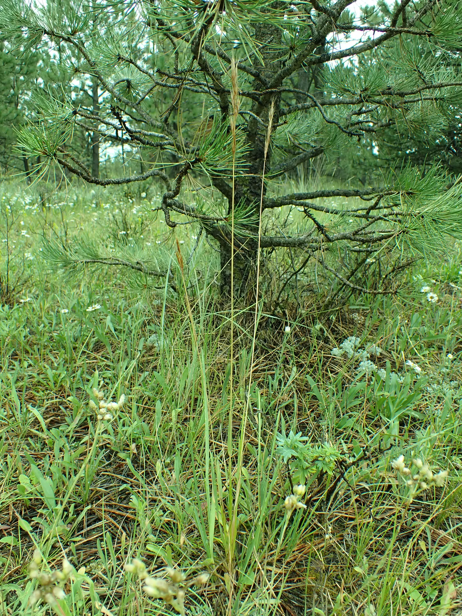 Idaho Fescue (Festuca Idahoensis) — Idaho Fescue (Festuca idahoensis), a durable and low-maintenance grass, thrives in USDA zones 4-8