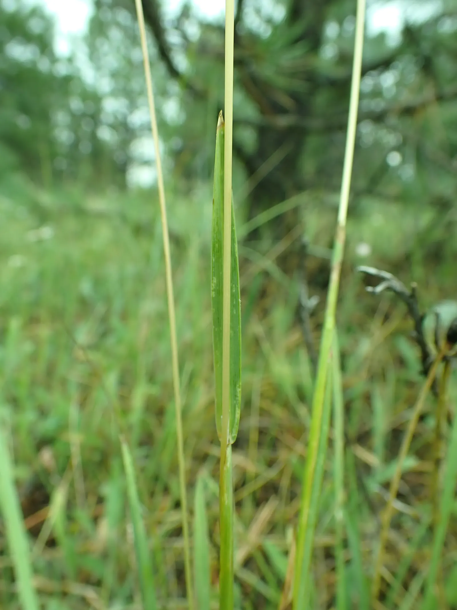 Idaho Fescue (Festuca Idahoensis) — and it gracefully blends with native wildflowers and shrubs; tolerating an array of soil conditions from well-drained