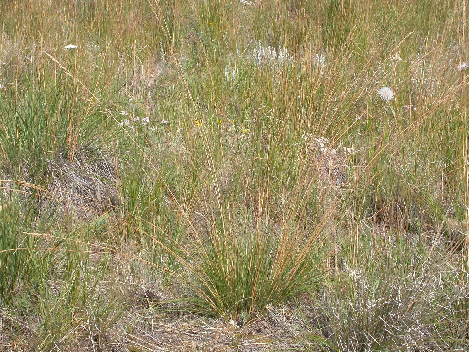 Idaho Fescue (Festuca Idahoensis) — cool-season bunchgrass that embodies resilience and adaptability; its fine texture offers a pleasing contrast with the
