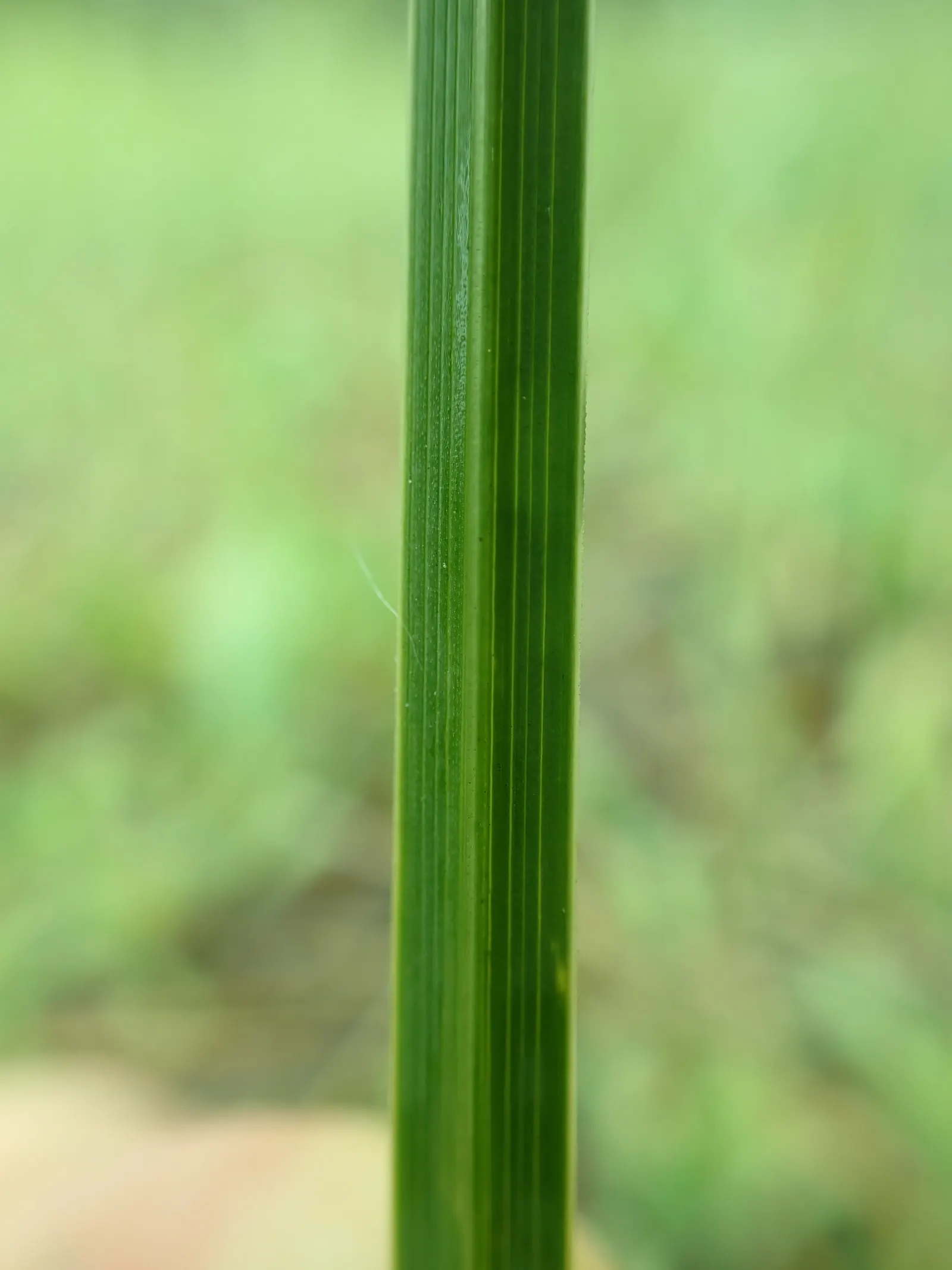 Idaho Fescue (Festuca Idahoensis) — blue-green foliage that forms dense