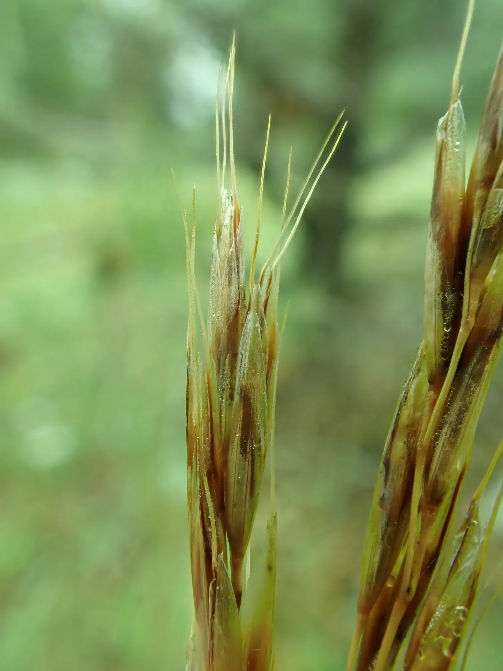 Idaho Fescue (Festuca Idahoensis) — Its fine texture offers a pleasing contrast with the broader-leaved plants