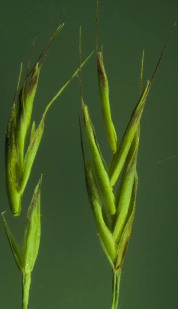 Idaho Fescue (Festuca Idahoensis) — <br><br>Admired for its low-maintenance nature; cool-season bunchgrass that embodies resilience and adaptability