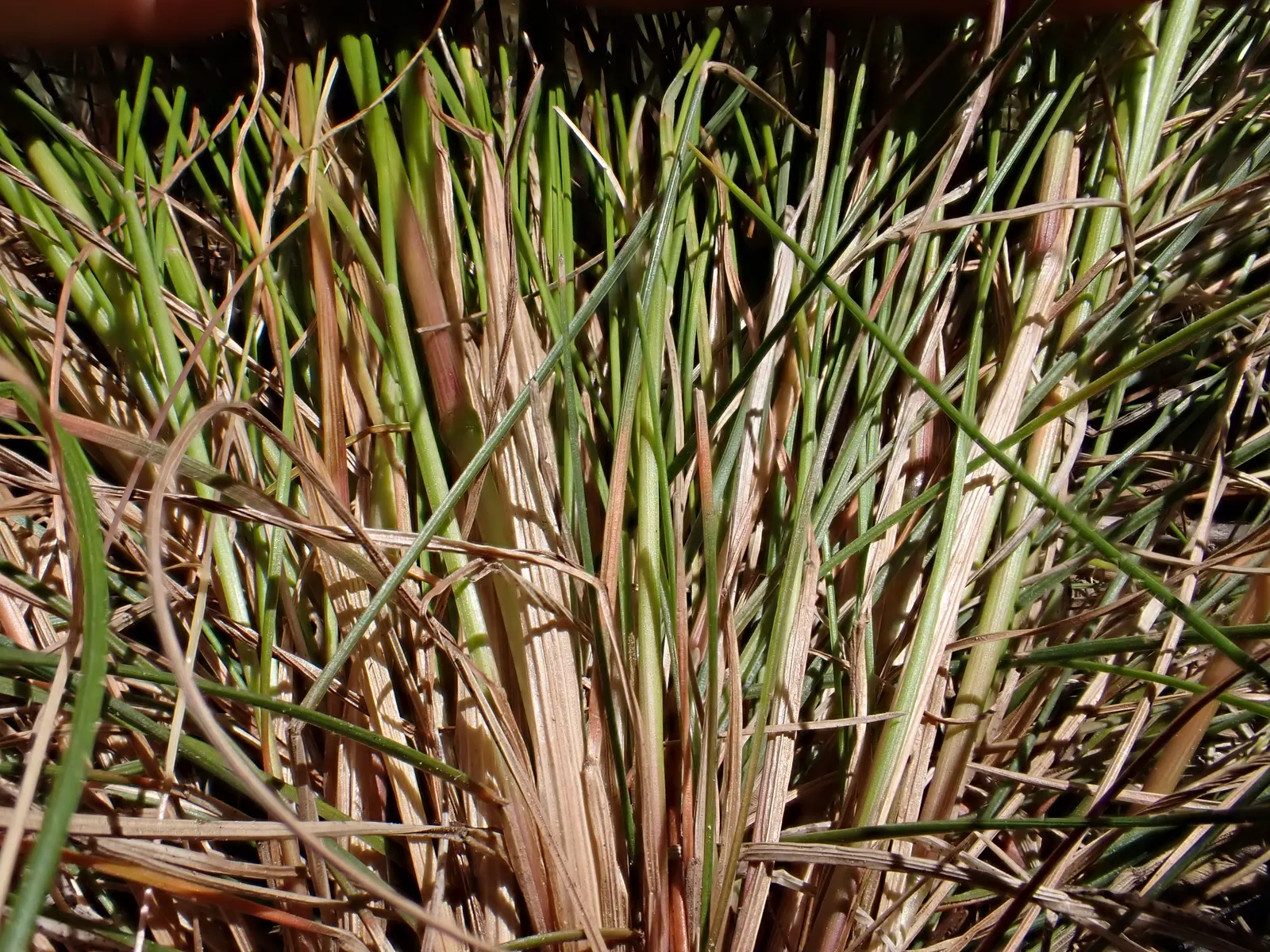 Idaho Fescue (Festuca Idahoensis) — tolerating an array of soil conditions from well-drained; idaho Fescue's modest mature size makes it viable for both