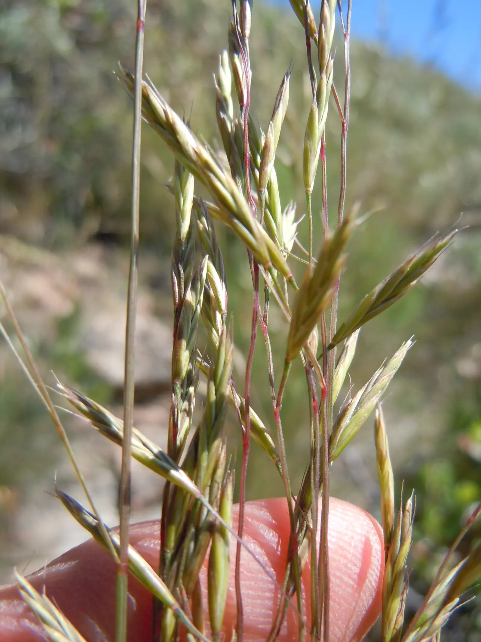 Idaho Fescue (Festuca Idahoensis) — blue-green foliage that forms dense; <br><br>Admired for its low-maintenance nature