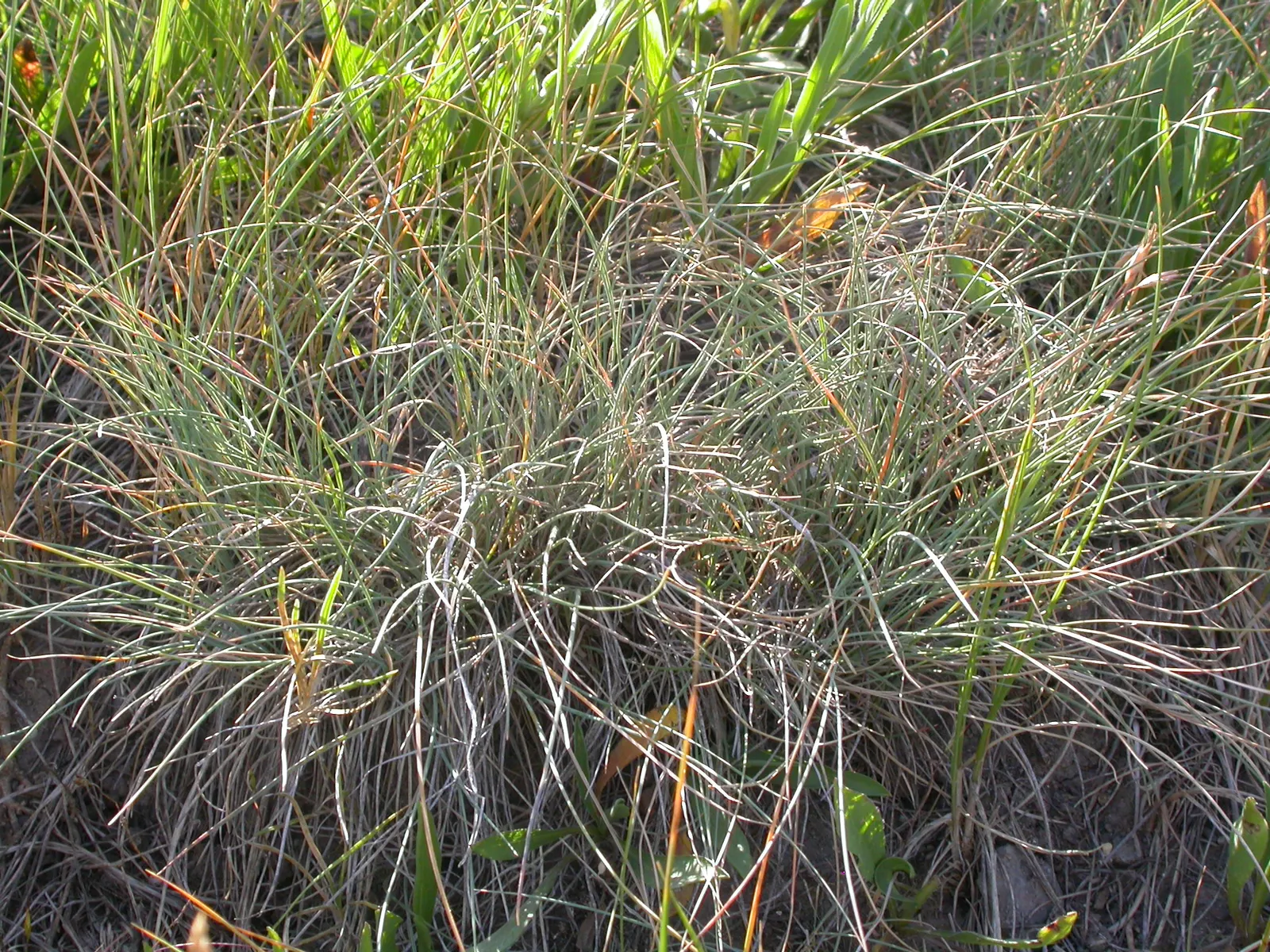 Idaho Fescue (Festuca Idahoensis) — and it gracefully blends with native wildflowers and shrubs