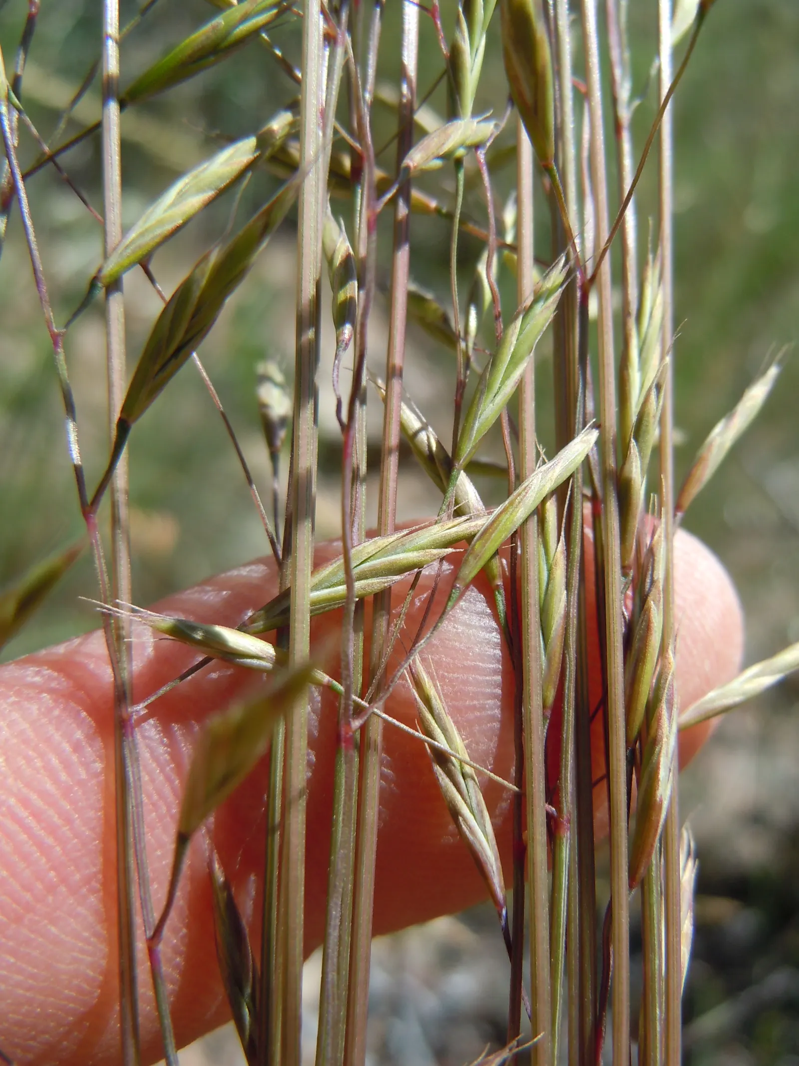 Idaho Fescue (Festuca Idahoensis) — rocky soils to those with moderate moisture; idaho Fescue (Festuca idahoensis), a durable and low-maintenance grass