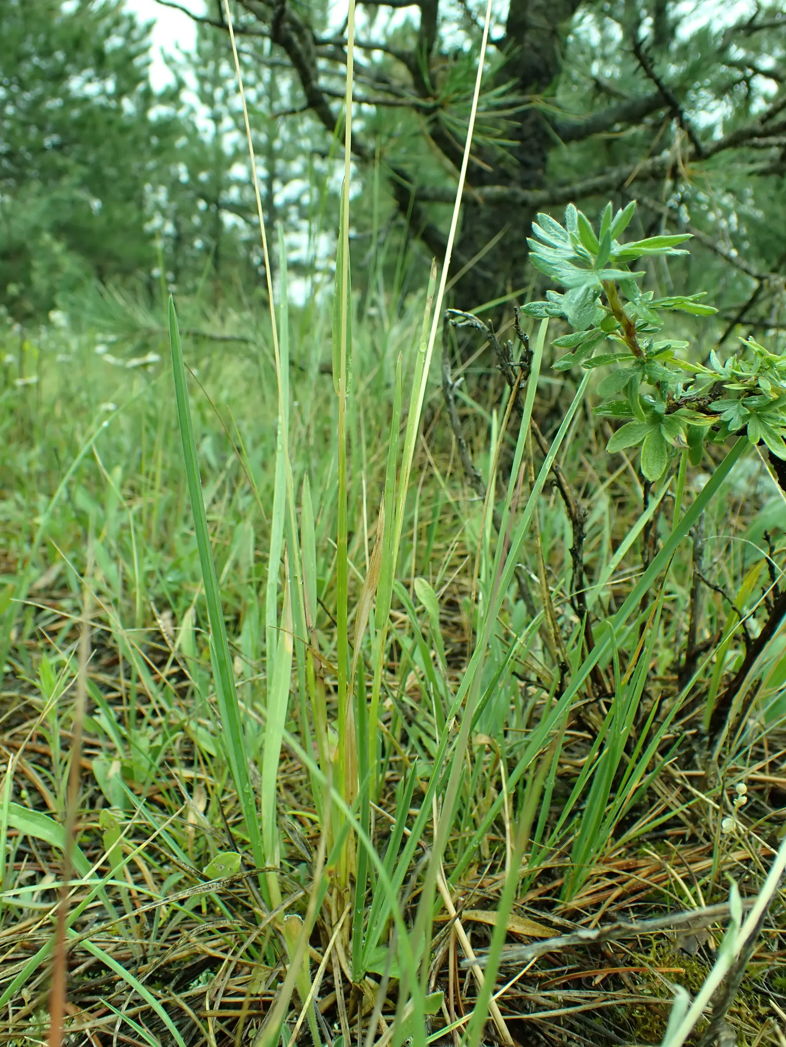 Idaho Fescue (Festuca Idahoensis) — making it a sterling choice for a wide range of landscape applications; lasting green structure in their garden