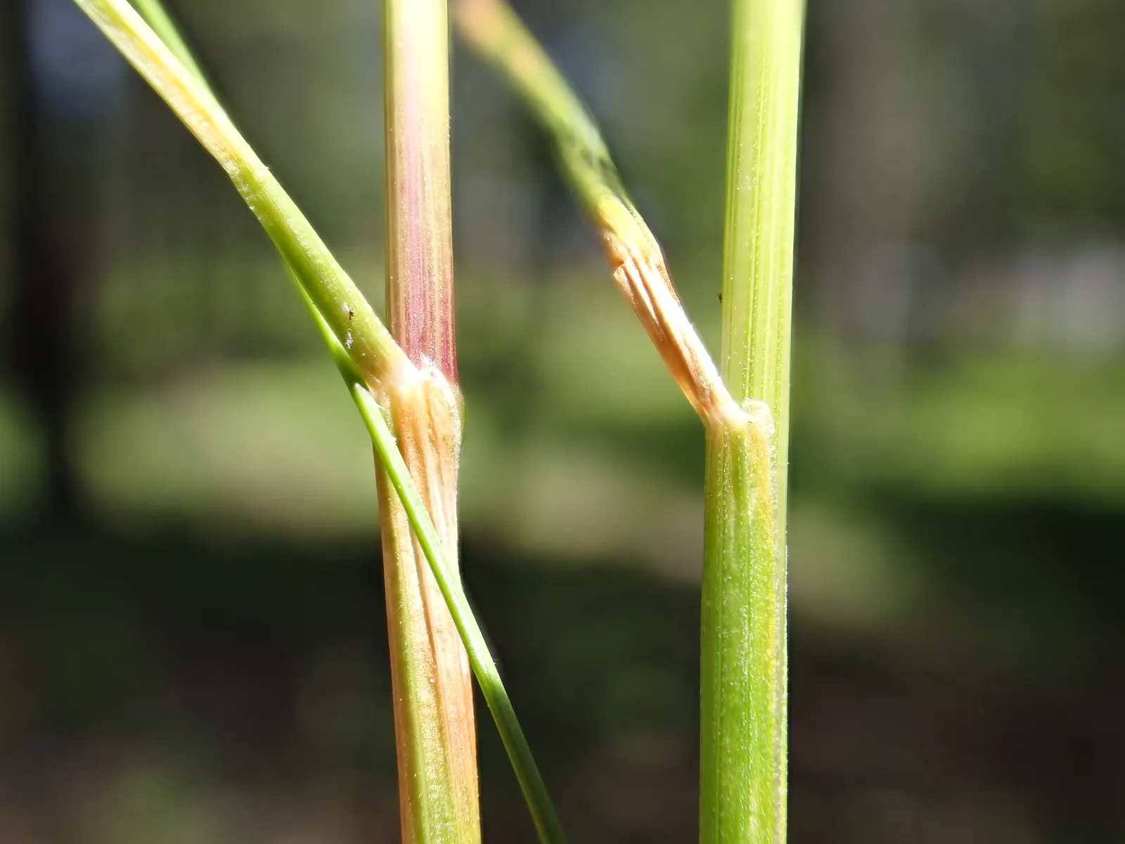 Idaho Fescue (Festuca Idahoensis) — cool-season bunchgrass that embodies resilience and adaptability