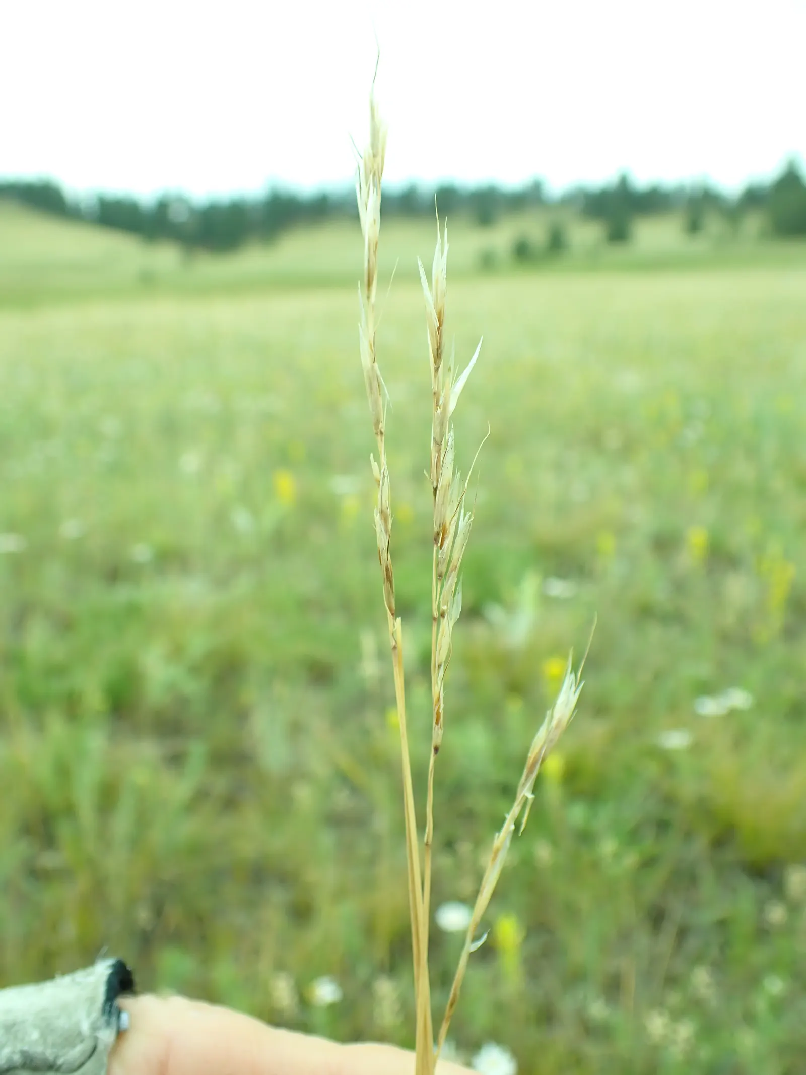 Idaho Fescue (Festuca Idahoensis) — granting your client a stable