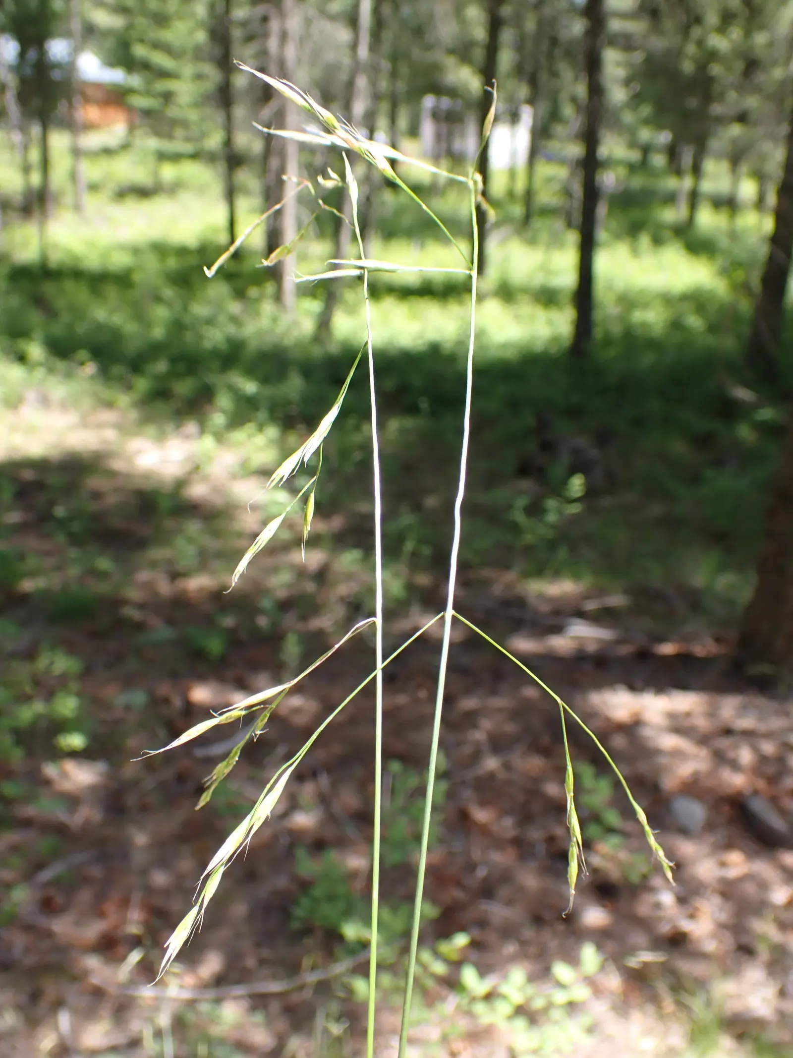 Idaho Fescue (Festuca Idahoensis) — This native grass boasts fine-textured; harmonizing with wildflowers and native shrubs in naturalistic or modern landscapes