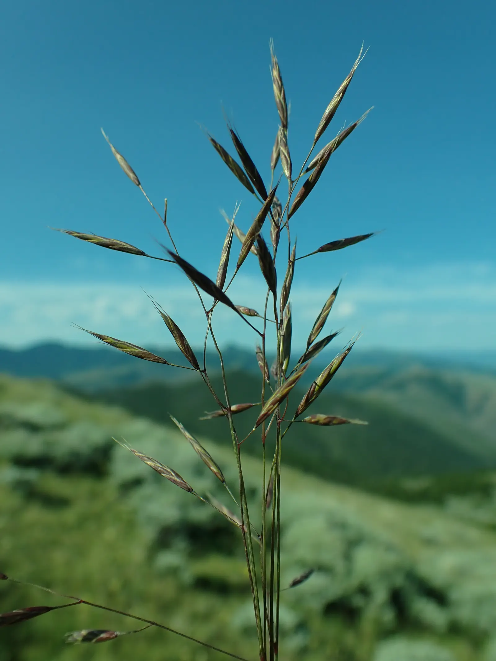 Idaho Fescue (Festuca Idahoensis) — <br><br>Admired for its low-maintenance nature