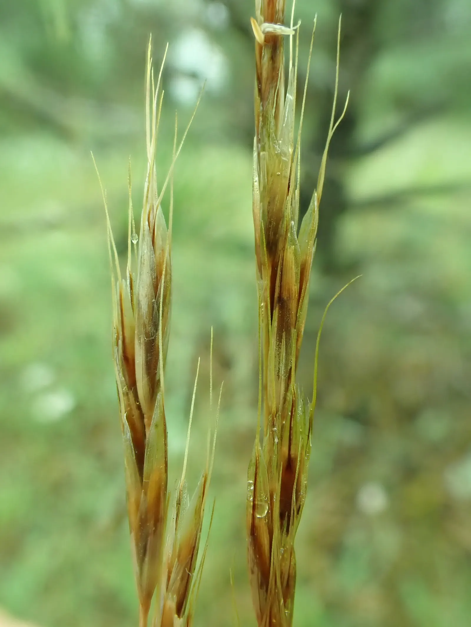 Idaho Fescue (Festuca Idahoensis) — with a slightly wider spread; grass / ground cover / perennial for full or half