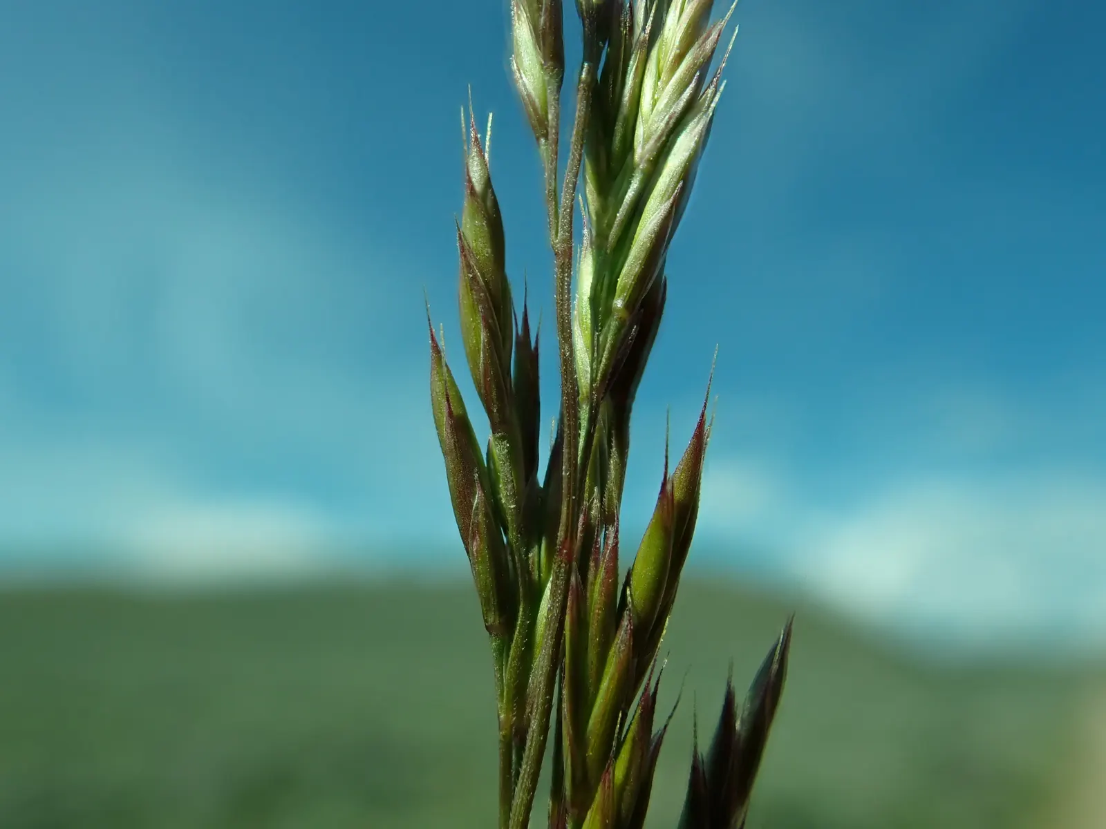 Idaho Fescue (Festuca Idahoensis) — requiring at least 18 inches between plants to allow for adequate air circulation and growth