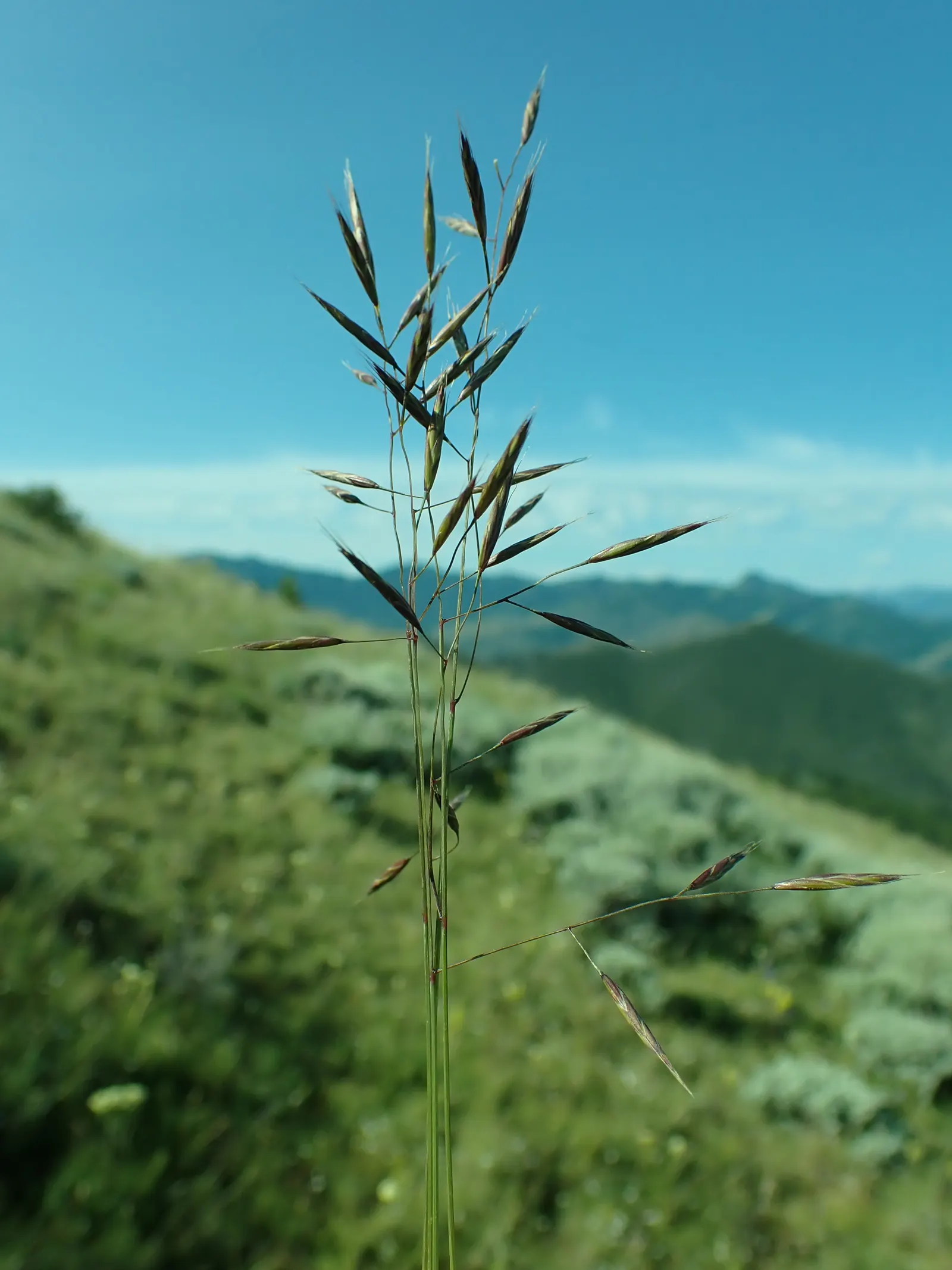Idaho Fescue (Festuca Idahoensis) — it performs optimally with full sun exposure but can endure partial shade