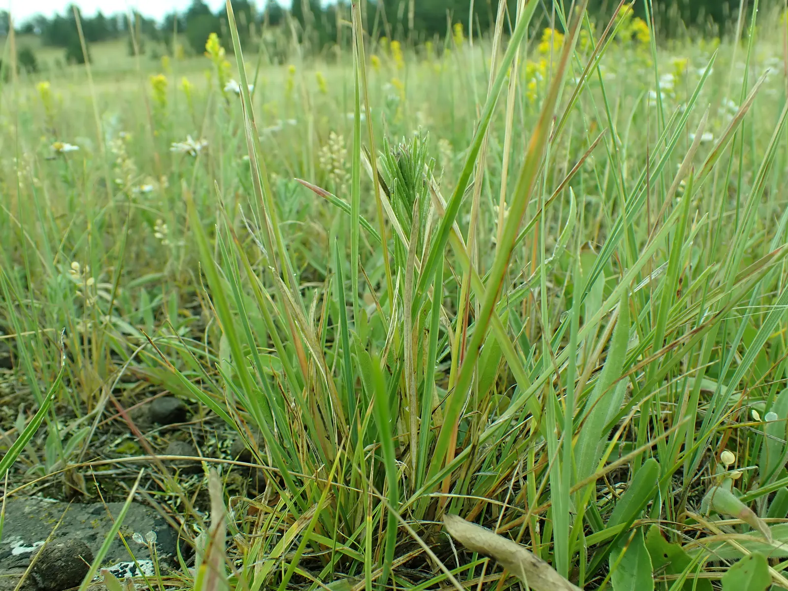 Idaho Fescue (Festuca Idahoensis) — It boasts fine, blue-green blades, forming tidy clumps up to 2 feet tall and wide; rounded tufts typically reaching heights