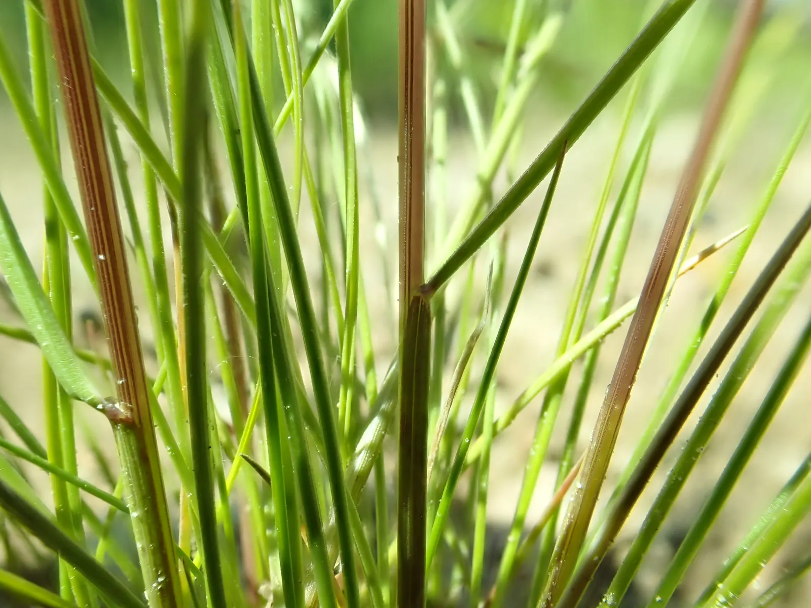Idaho Fescue (Festuca Idahoensis) — This native grass boasts fine-textured
