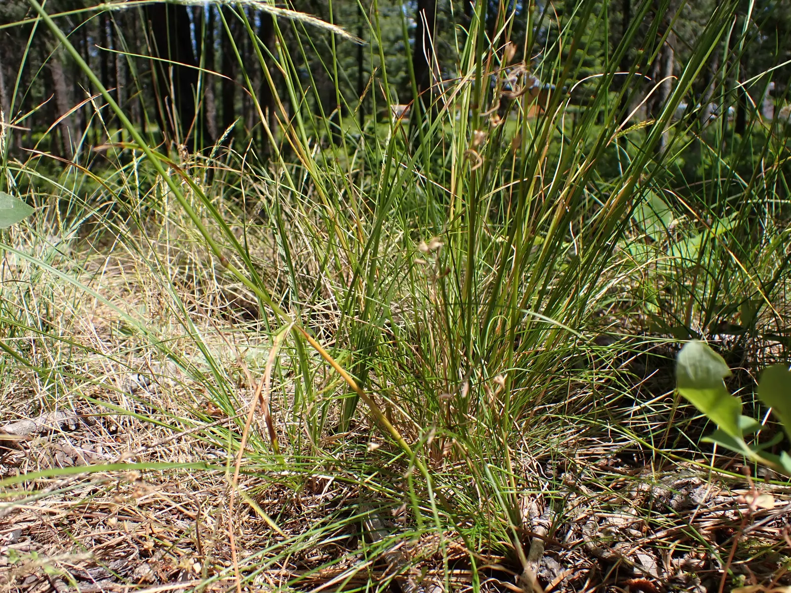 Idaho Fescue (Festuca Idahoensis) — Requires well-drained soils