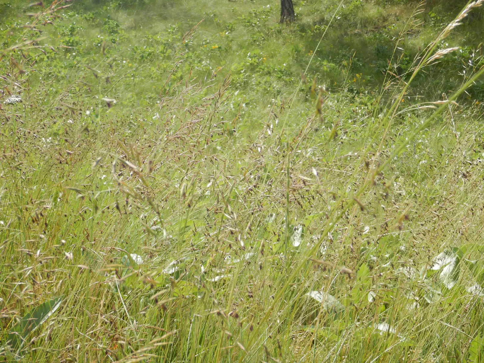 Idaho Fescue (Festuca Idahoensis) — lasting green structure in their garden