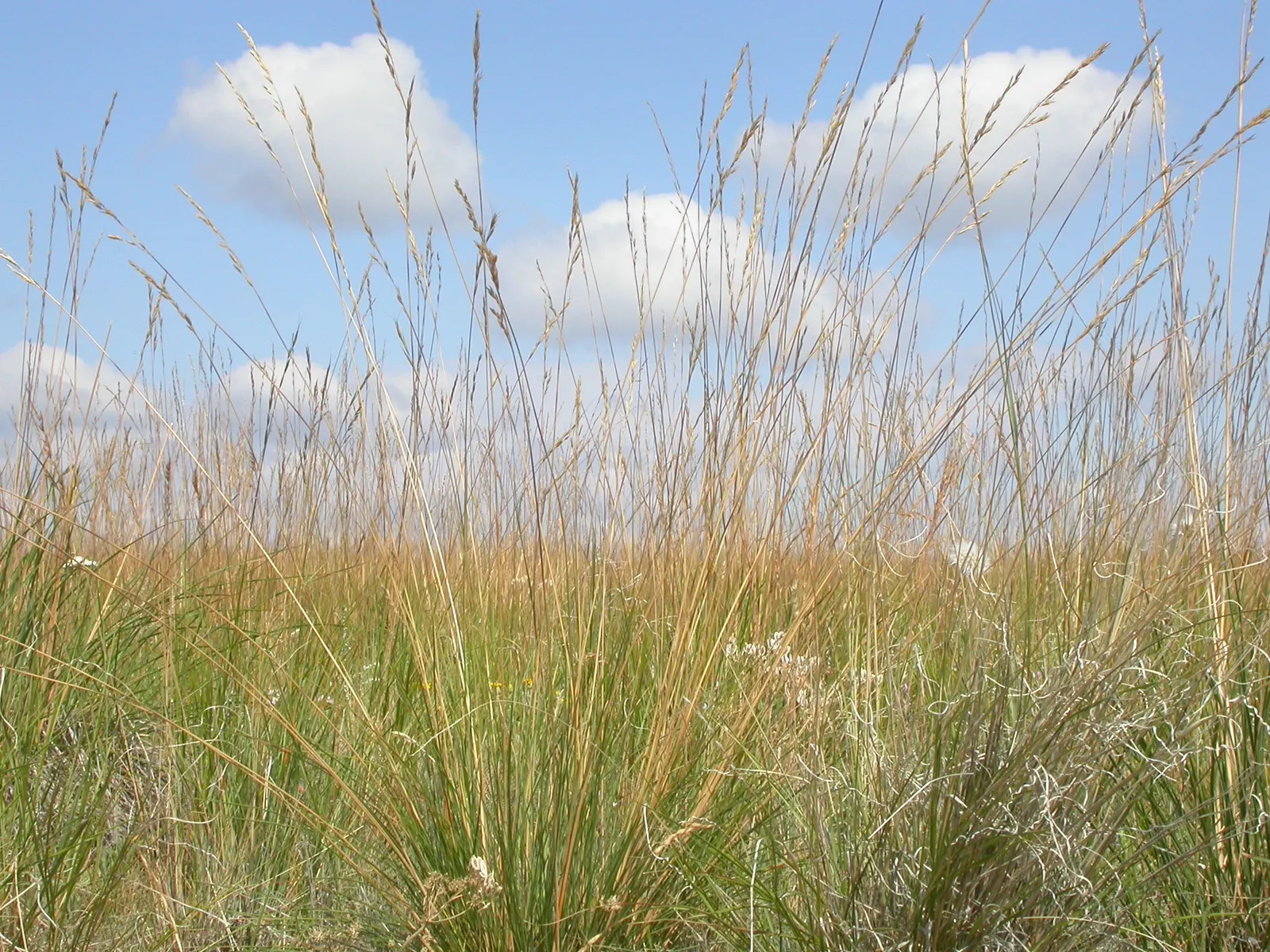 Idaho Fescue (Festuca Idahoensis) — grass / ground cover / perennial for full or half