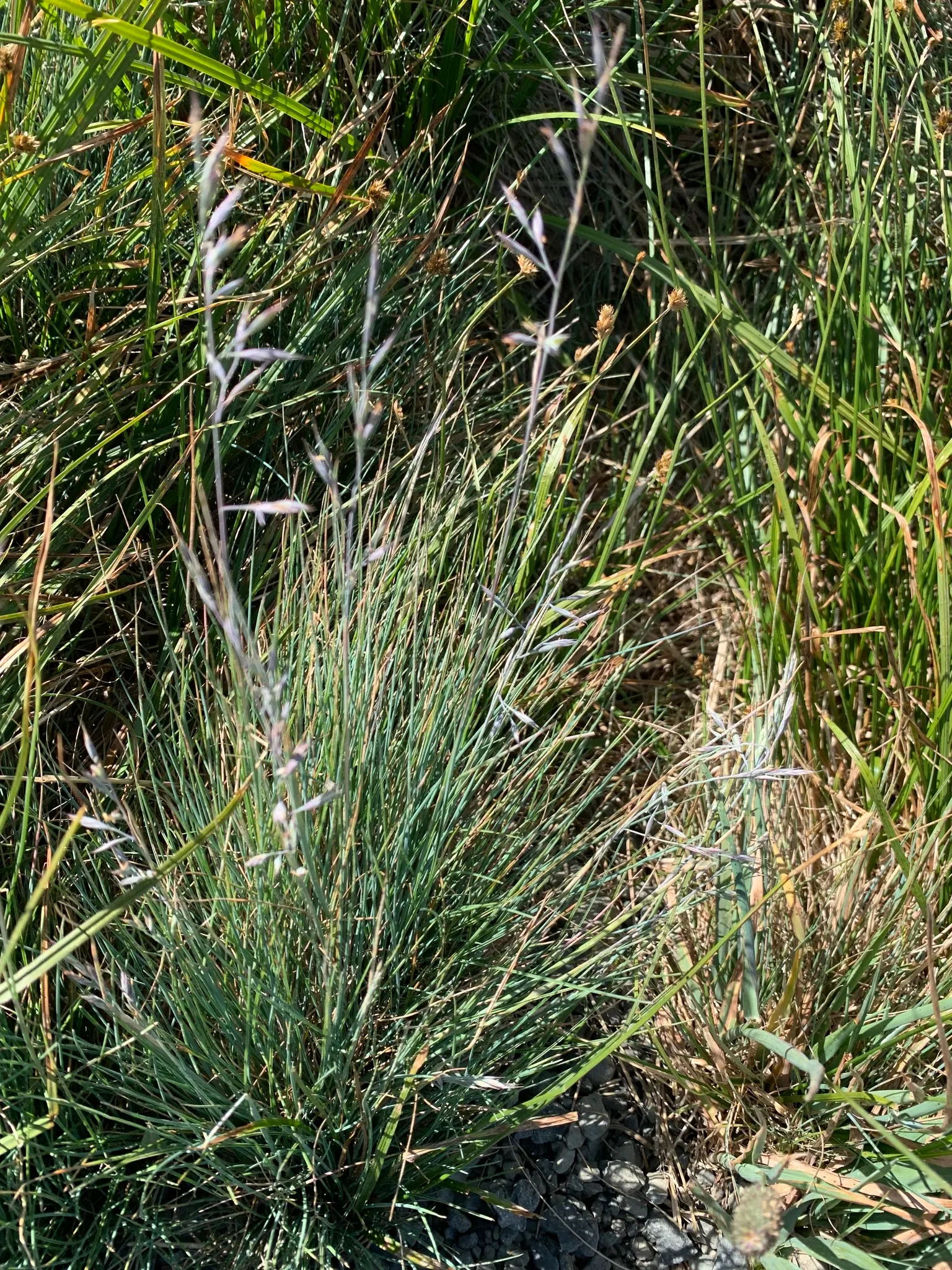Idaho Fescue (Festuca Idahoensis) — rounded tufts typically reaching heights of 10 to 20 inches; consider allocating space in clusters for a naturalistic