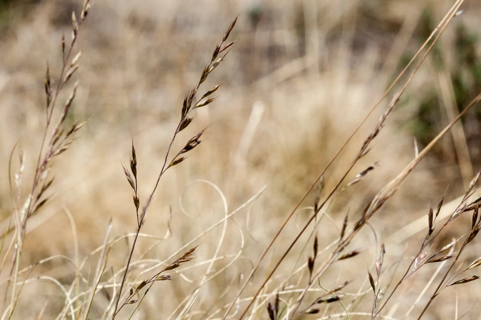 Idaho Fescue (Festuca Idahoensis) — consider allocating space in clusters for a naturalistic effect or dispersed for uniform coverage