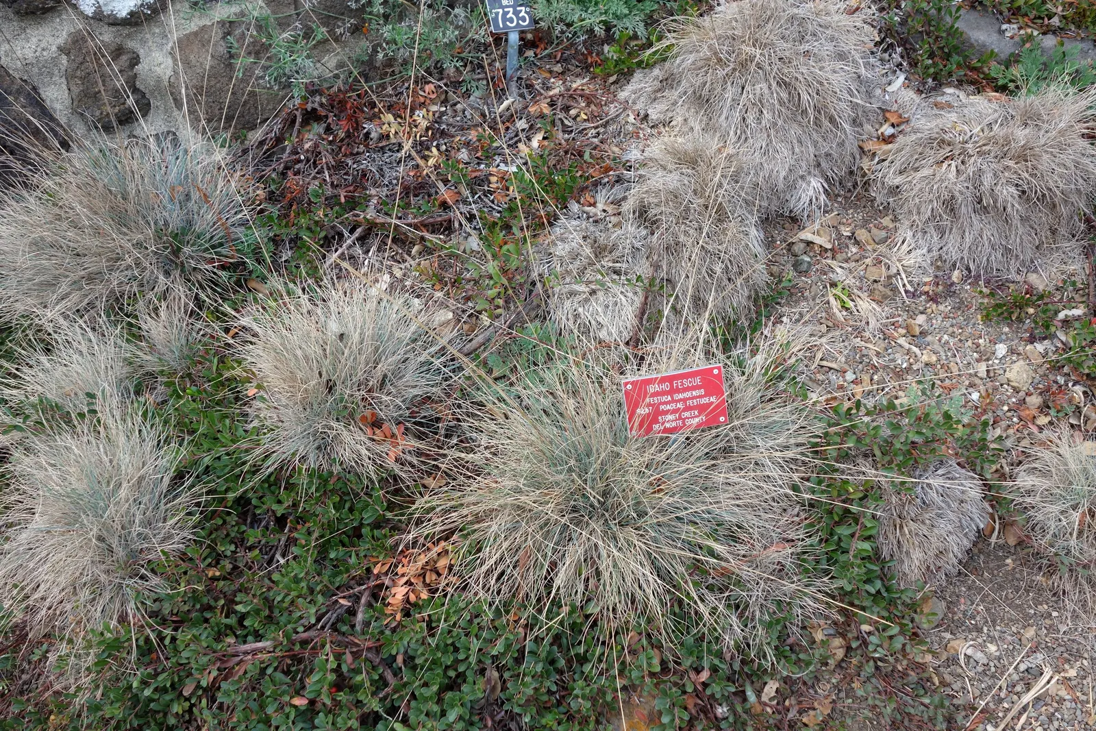 Idaho Fescue (Festuca Idahoensis) — Perfect for water-wise gardens, it tolerates drought once established and prefers full sun to partial shade; and it