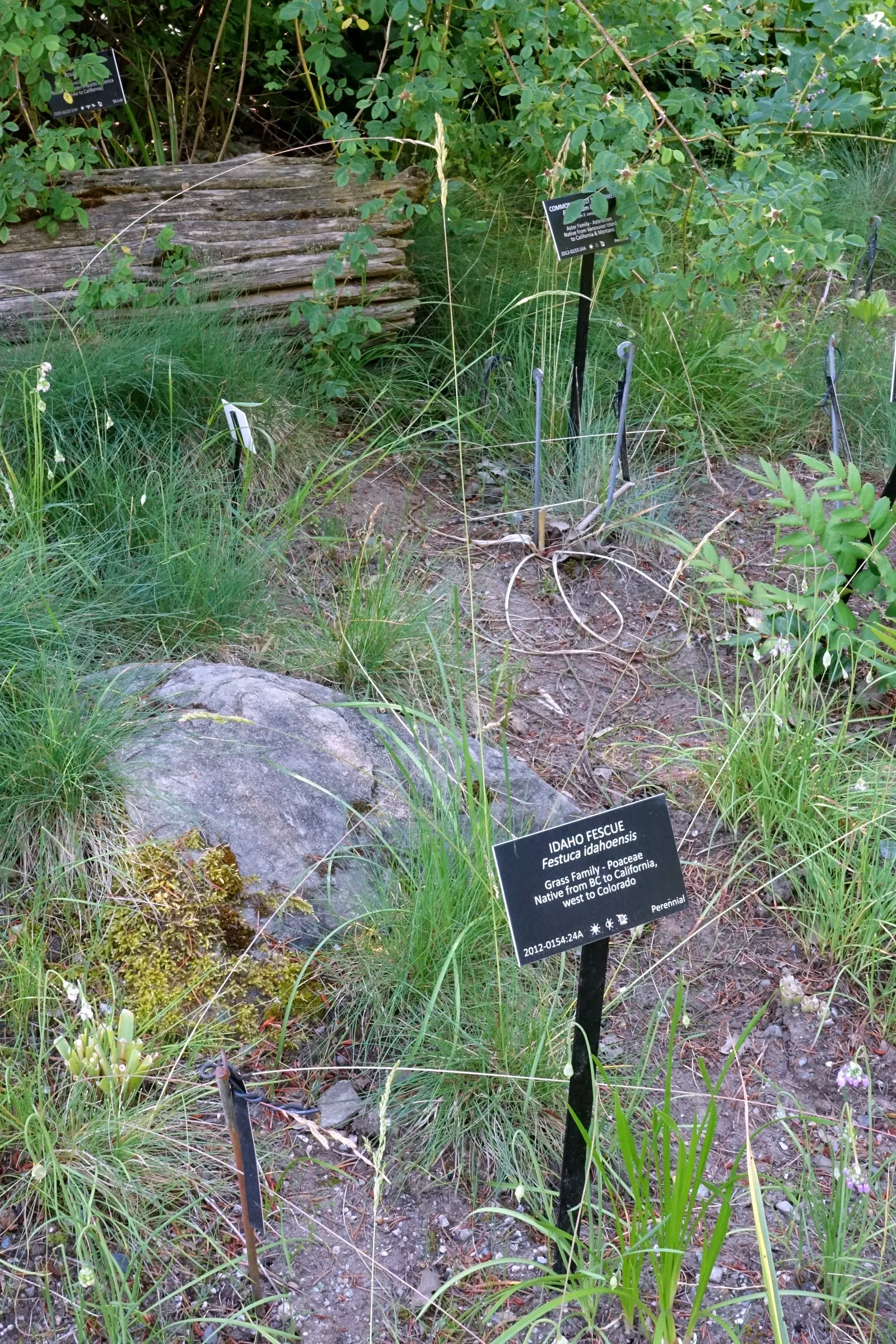Idaho Fescue (Festuca Idahoensis) — Idaho Fescue ensures your design goals can be met without concern for uncontrollable spreading