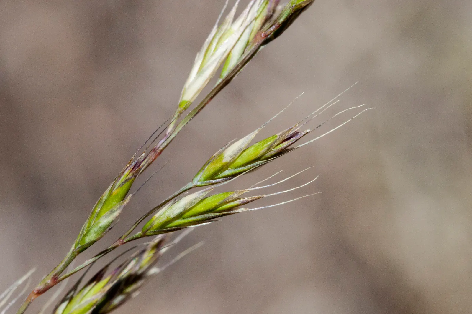 Idaho Fescue (Festuca Idahoensis) — tolerating an array of soil conditions from well-drained