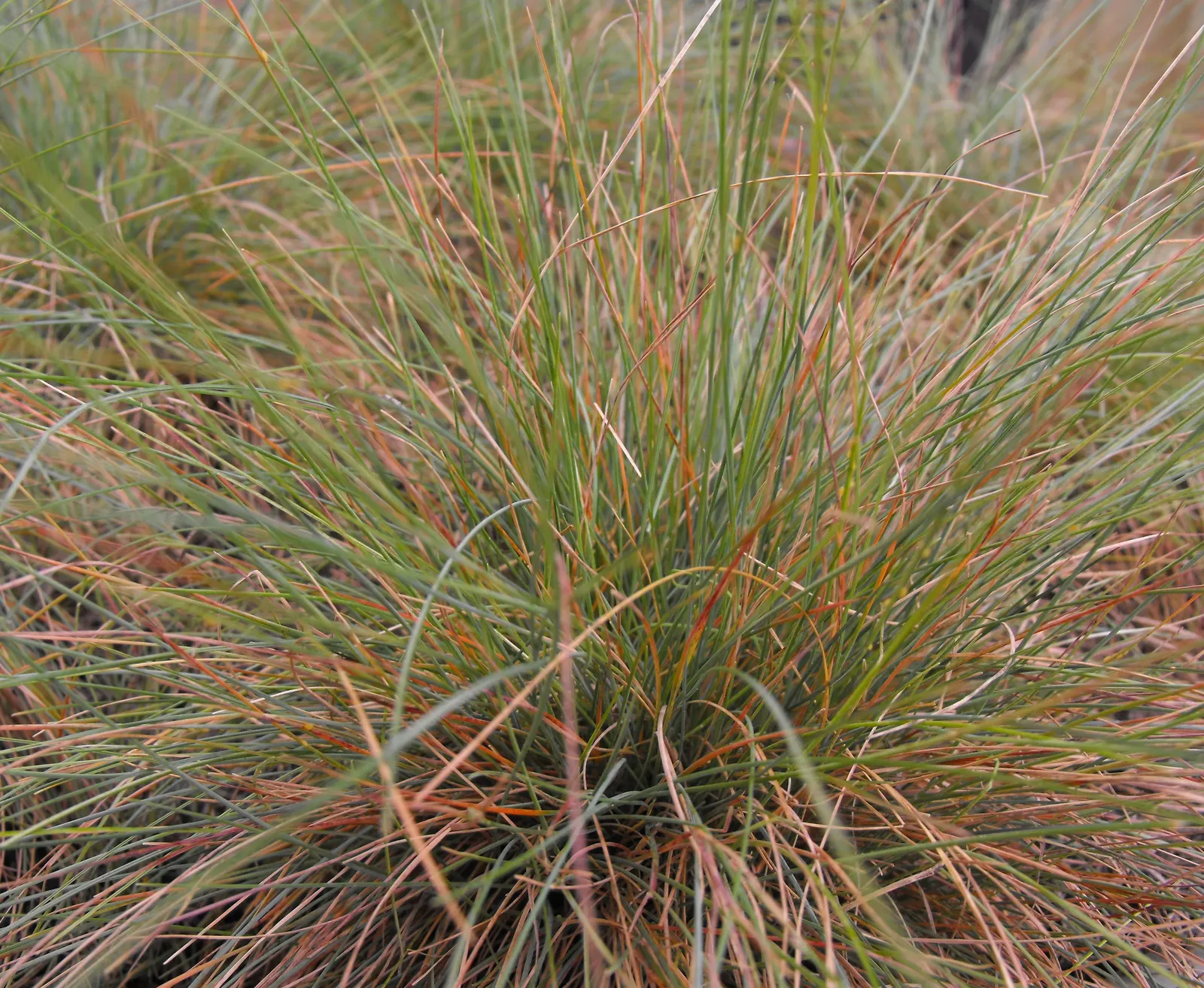 Idaho Fescue (Festuca Idahoensis) — Its unobtrusive seed heads add subtle texture, image 32