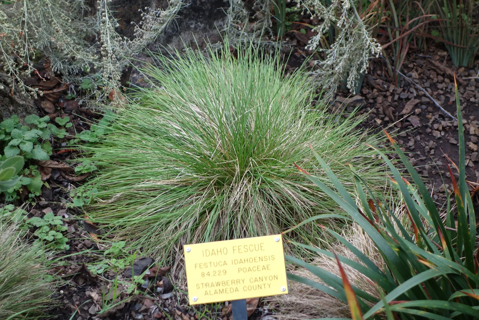 Idaho Fescue (Festuca Idahoensis) — It boasts fine, blue-green blades, forming tidy clumps up to 2 feet tall and wide