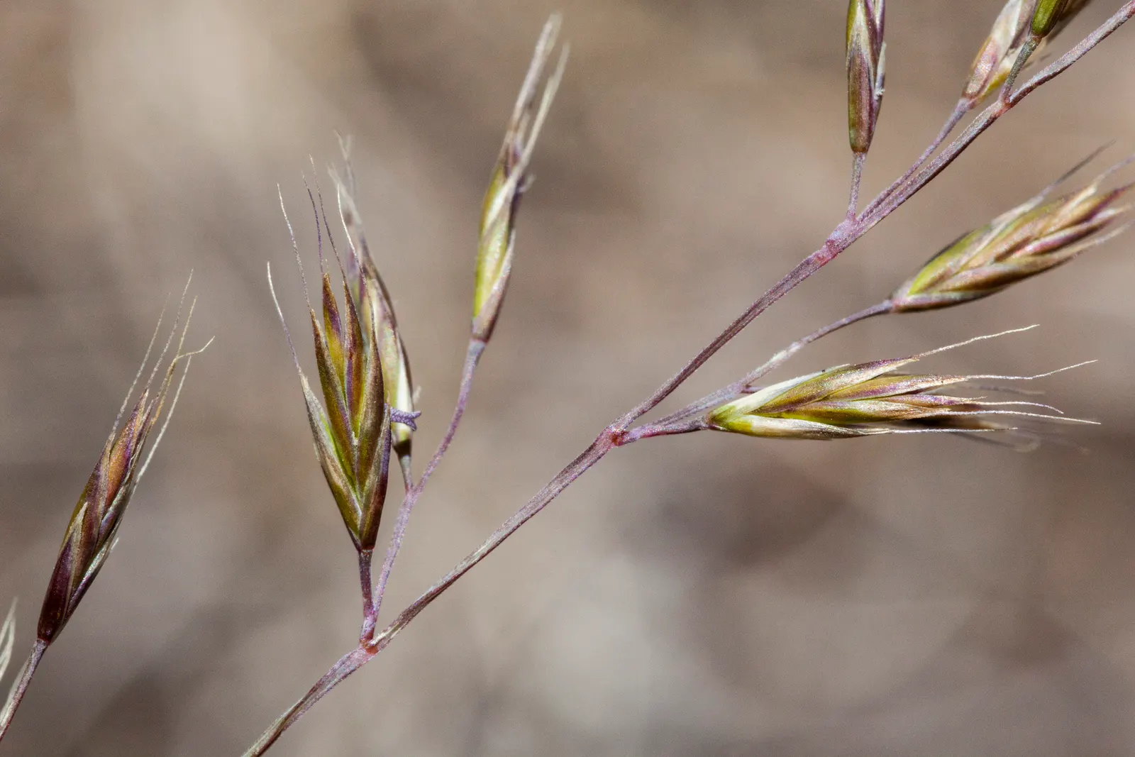 Idaho Fescue (Festuca Idahoensis) — <br><br>With its non-aggressive character