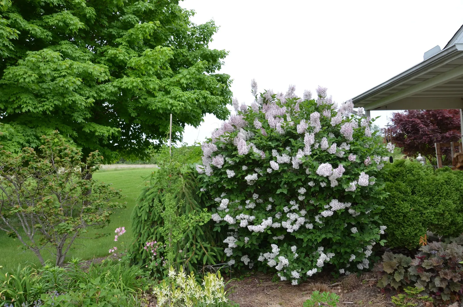 Miss Kim Korean Lilac (Syringa Patula 'Miss Kim') — turning to an intriguing burgundy-tinged foliage in autumn