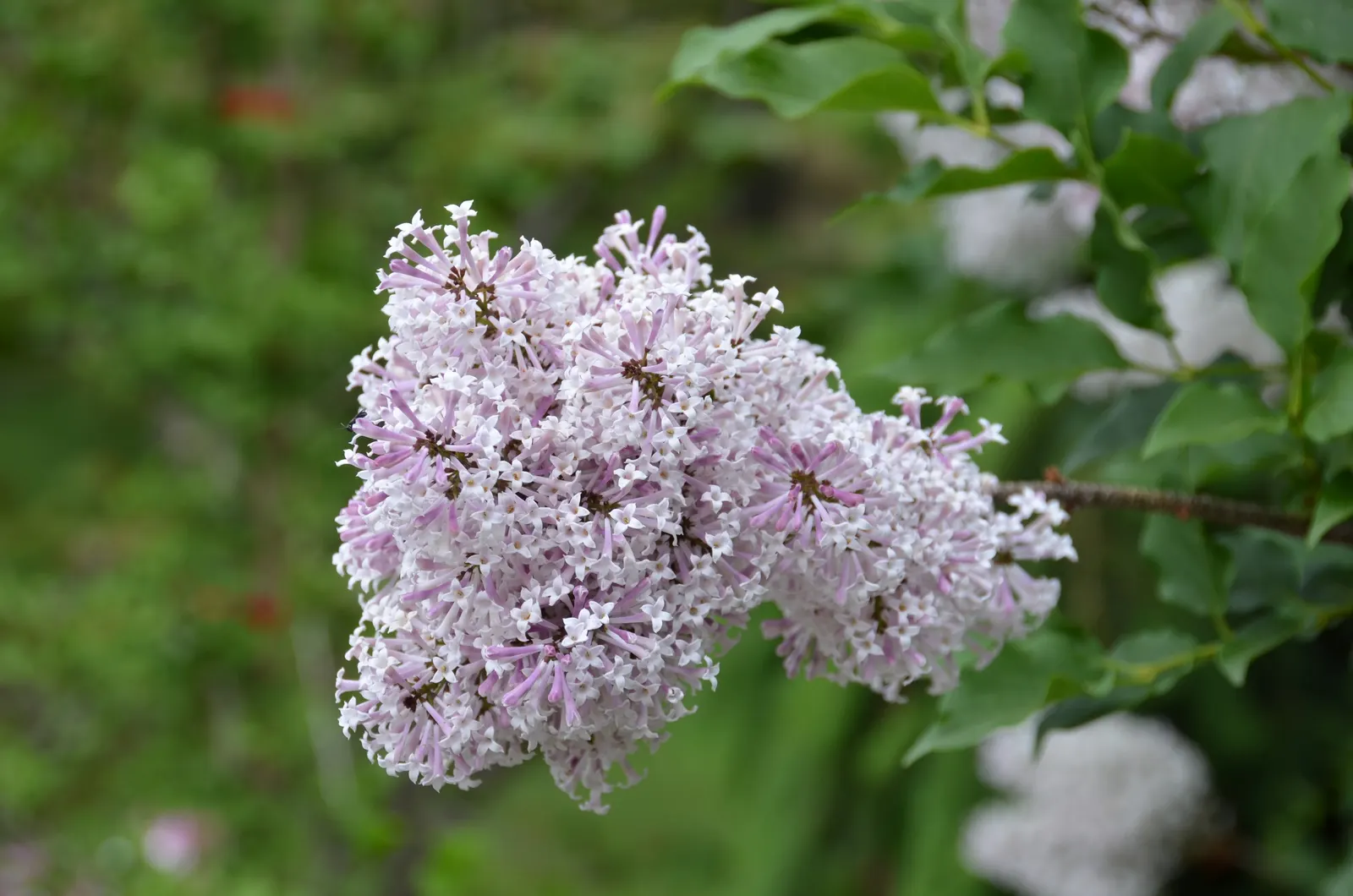 Miss Kim Korean Lilac (Syringa Patula 'Miss Kim') — deciduous shrub renowned for its profusion of sweetly scented blooms and season-long visual interest