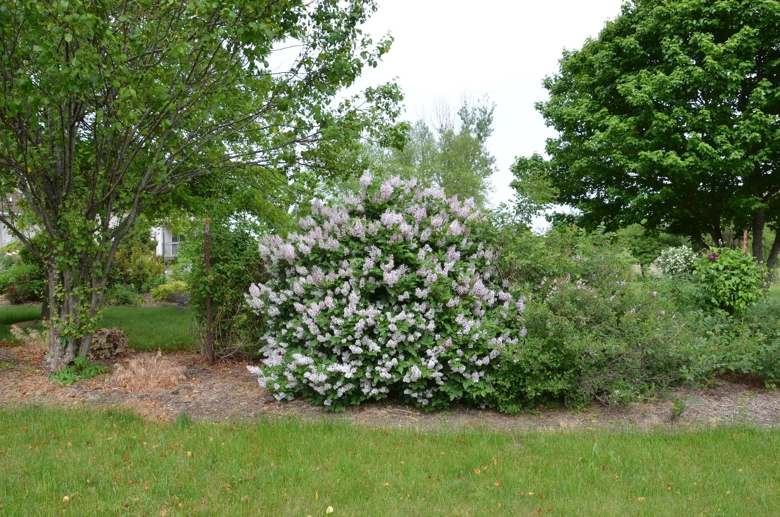 Miss Kim Korean Lilac (Syringa Patula 'Miss Kim') — The Syringa pubescens subsp