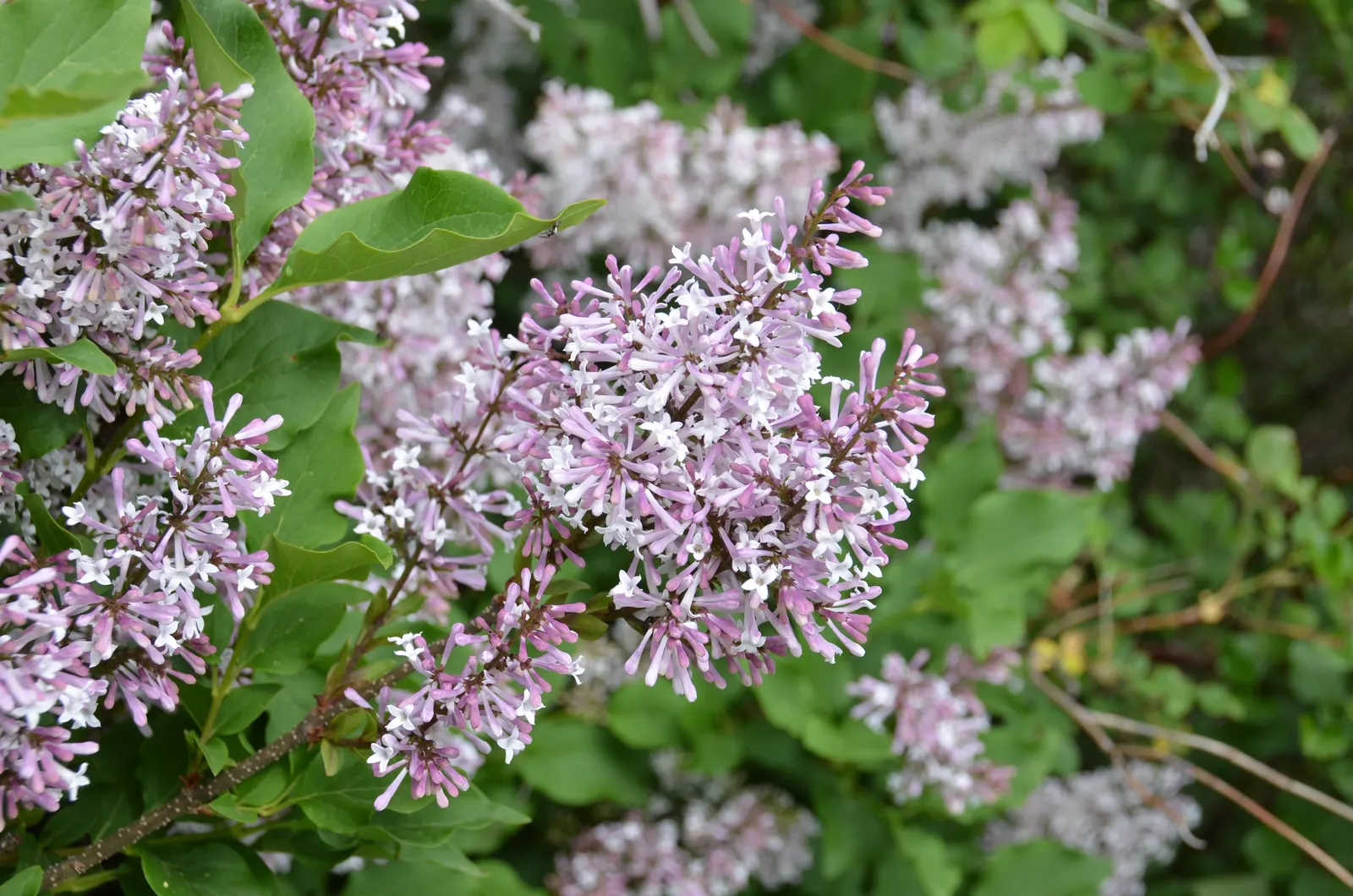 Miss Kim Korean Lilac (Syringa Patula 'Miss Kim') — Prefers full sun to part shade in well-drained soil