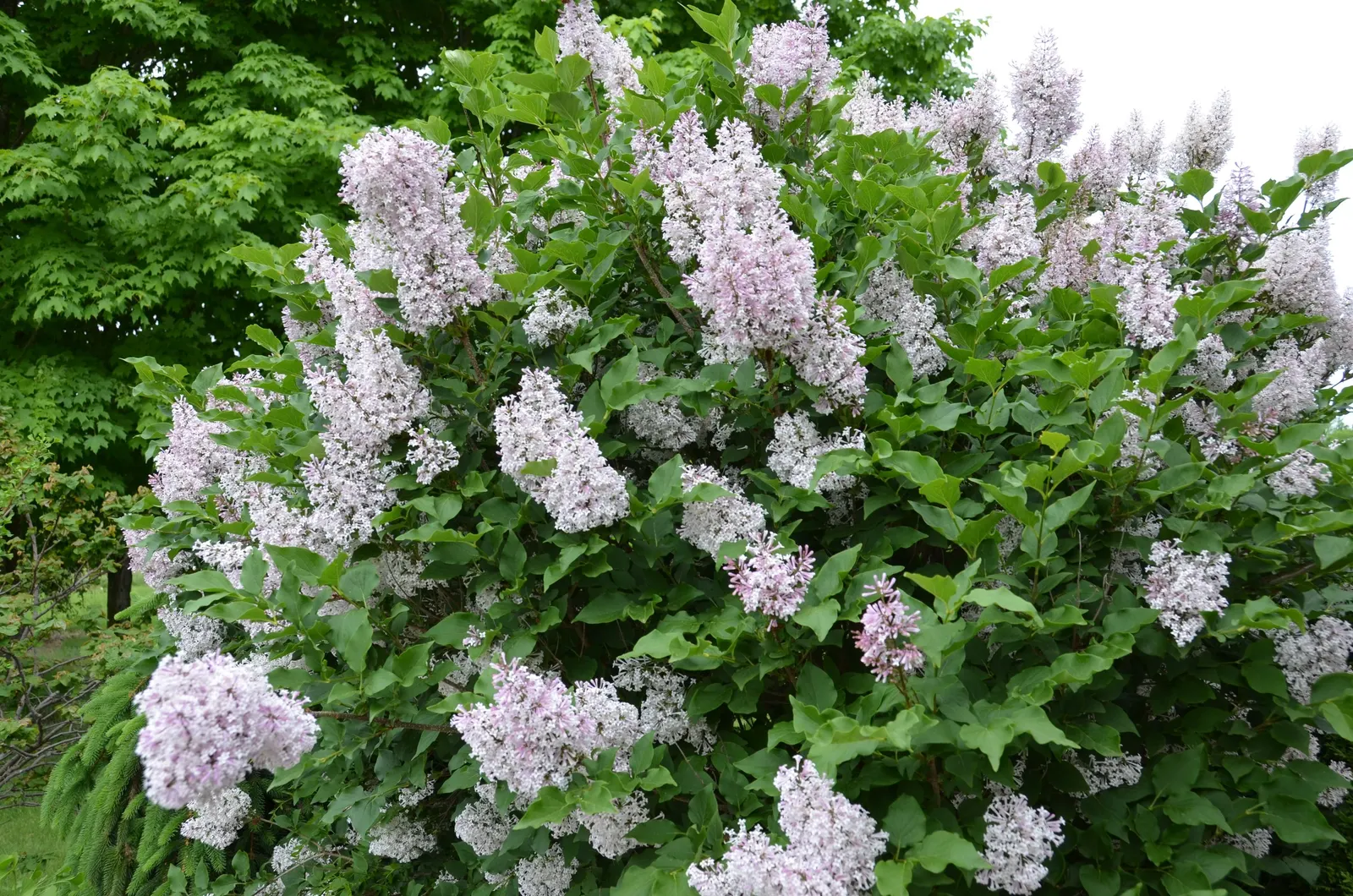 Miss Kim Korean Lilac (Syringa Patula 'Miss Kim') — The Syringa patula 'Miss Kim'‚Äîoften termed Miss Kim Korean Lilac‚Äîthrives in USDA zones 4-8