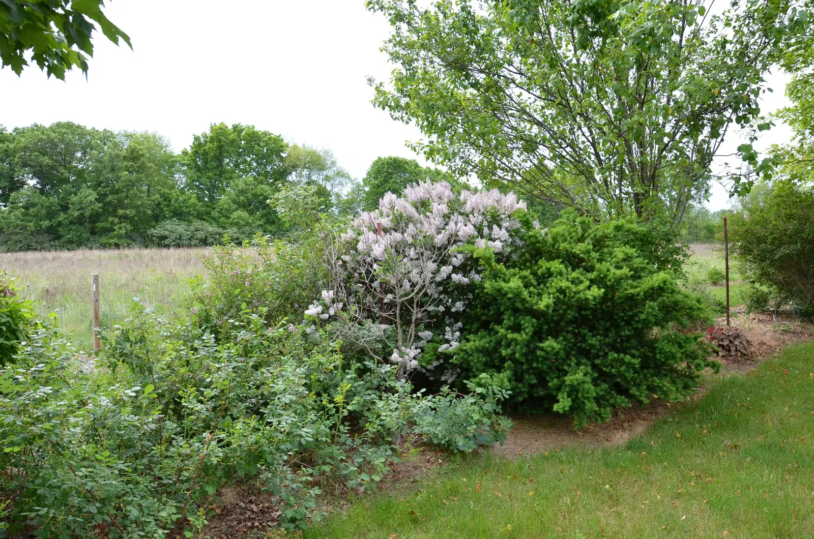 Miss Kim Korean Lilac (Syringa Patula 'Miss Kim') — commonly known as Miss Kim Korean Lilac