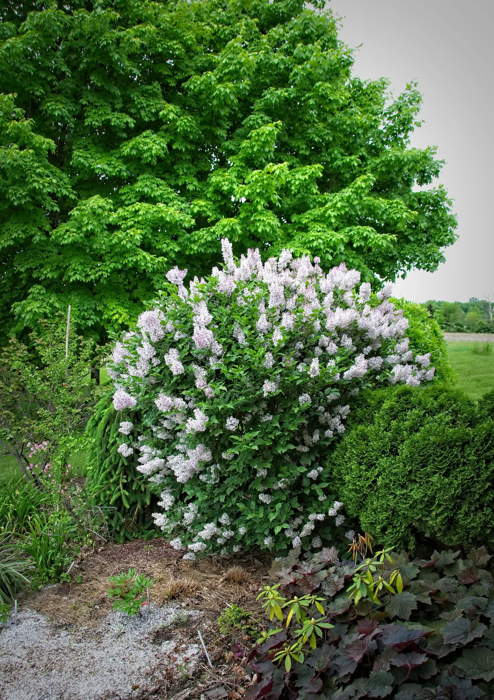 Miss Kim Korean Lilac (Syringa Patula 'Miss Kim') — making it an ideal specimen for mixed borders or as a standalone accent
