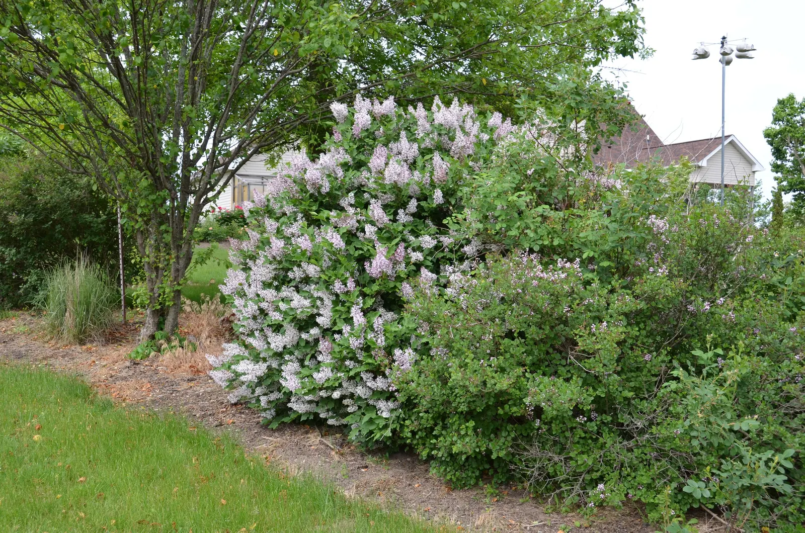 Miss Kim Korean Lilac (Syringa Patula 'Miss Kim') — this deciduous shrub is disease-resistant