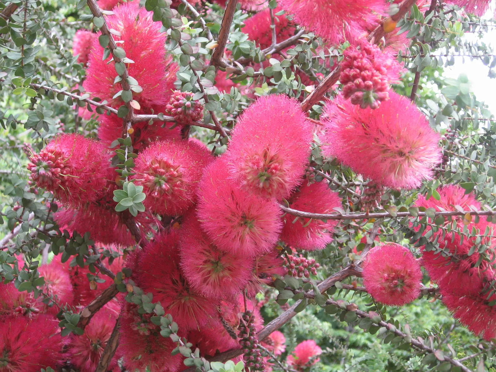 Melaleuca (Melaleuca elliptica) — Ideal for xeriscaping, it adds vibrant texture to water-wise gardens with minimal maintenance