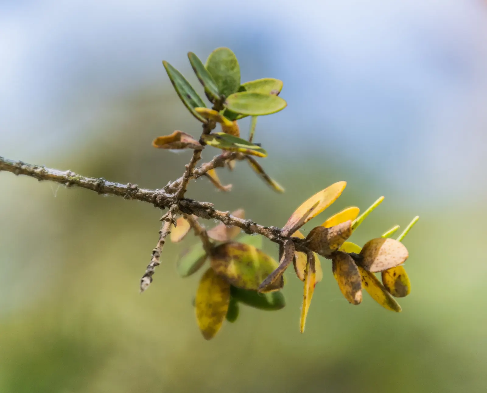 Melaleuca (Melaleuca elliptica) — Typically growing 6-10 feet tall and 6 feet wide, this hardy species thrives in full sun and well-drained soil