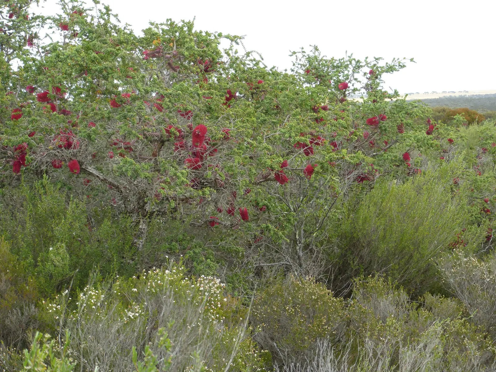 Melaleuca (Melaleuca elliptica) — These blossoms are vibrant reddish-purple with prominent stamens