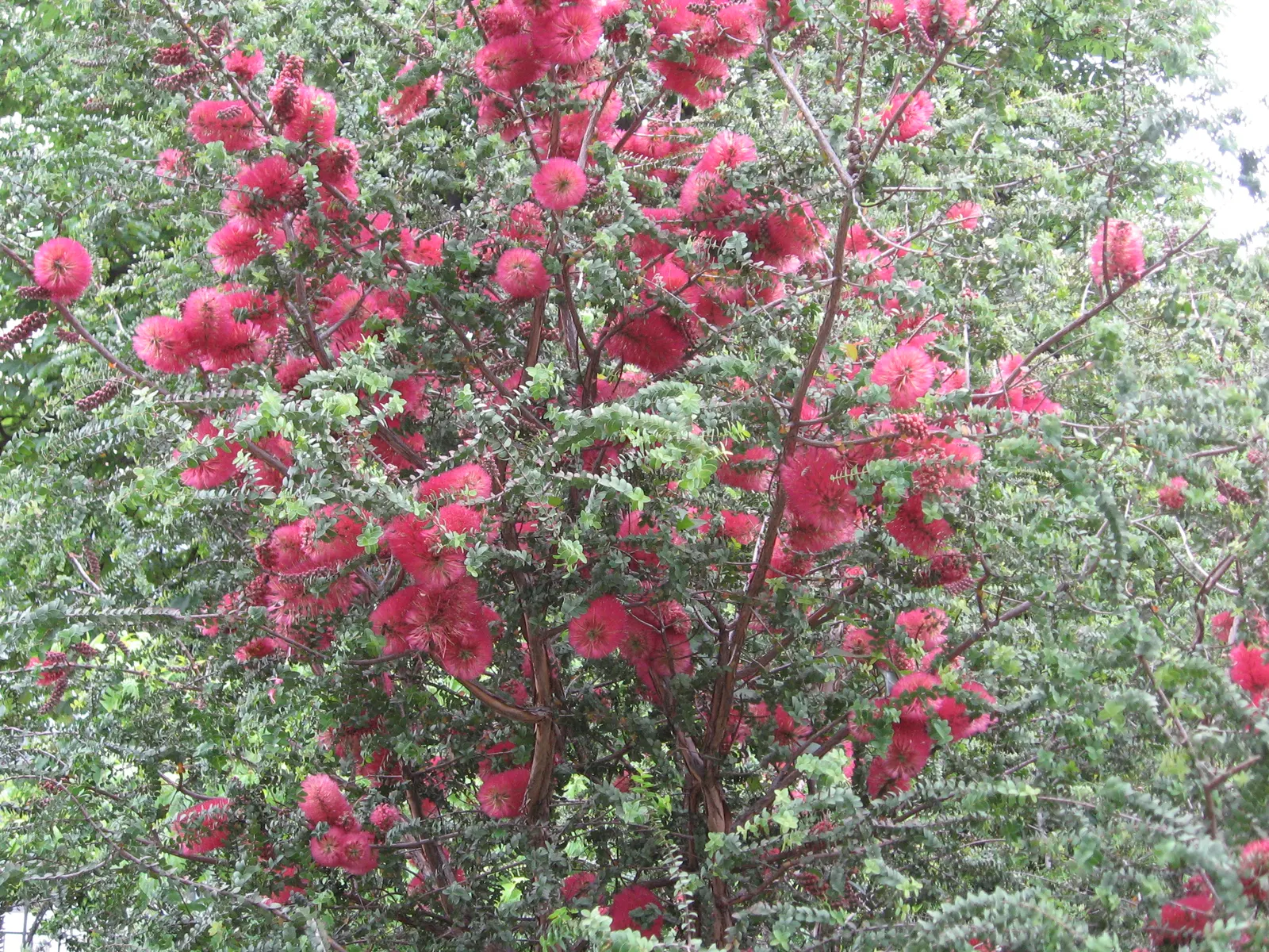 Melaleuca (Melaleuca elliptica) — Its gray-green foliage contrasts beautifully with its blooms